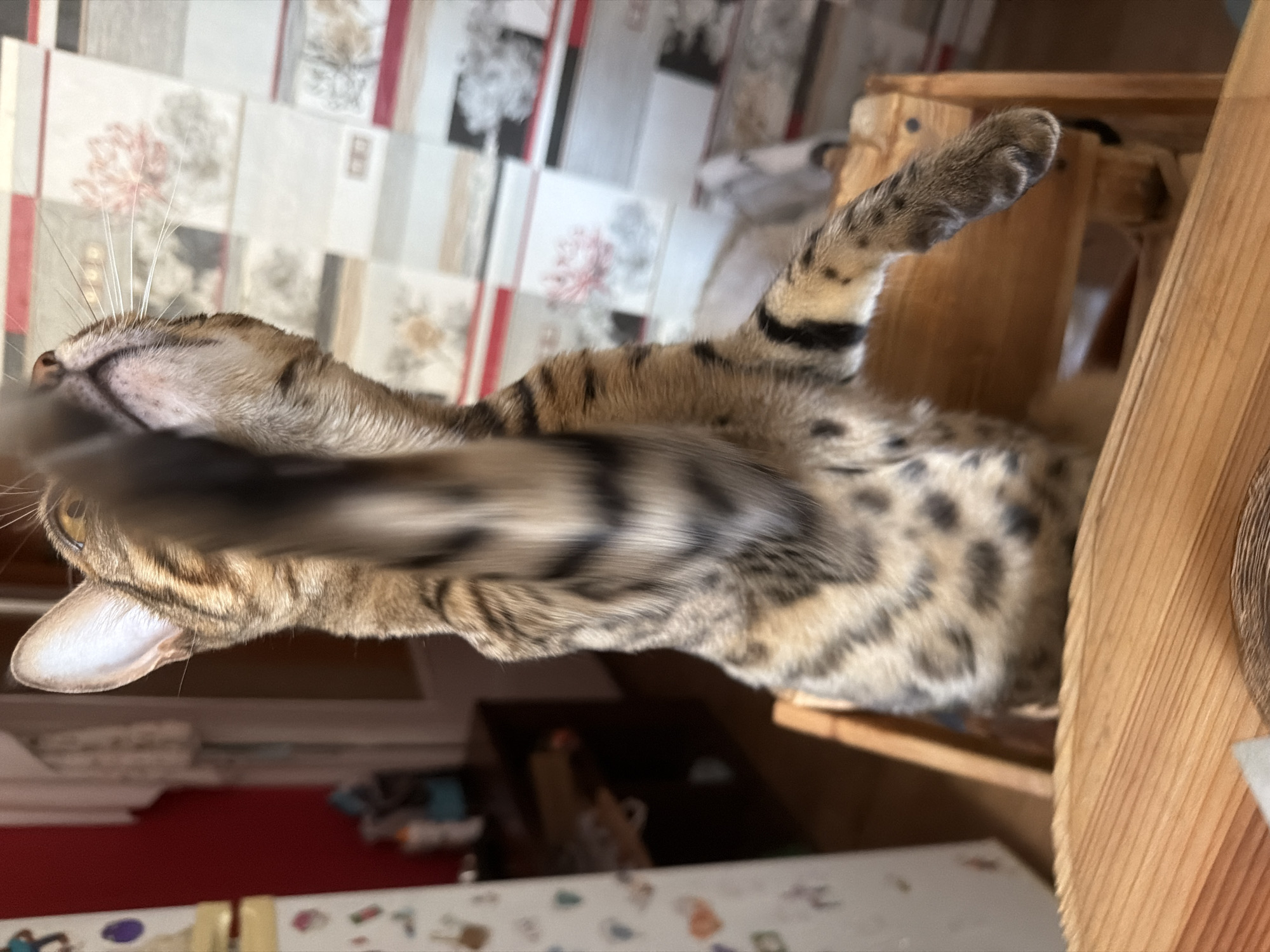 A Bengal cat with distinctive spots and stripes is in motion, with its front paws blurred by movement as it reaches upwards. The cat is positioned within a wooden high chair, suggesting it is likely at a dining table. In the background, a wall is decorated with a patterned wallpaper featuring floral motifs and possibly some geometric elements. To the left, a red wall and a white refrigerator are partially visible. The overall setting appears to be an indoor domestic environment, possibly a kitchen or dining area. There is no indication of the city of Dnipro, Ukraine, in the image.