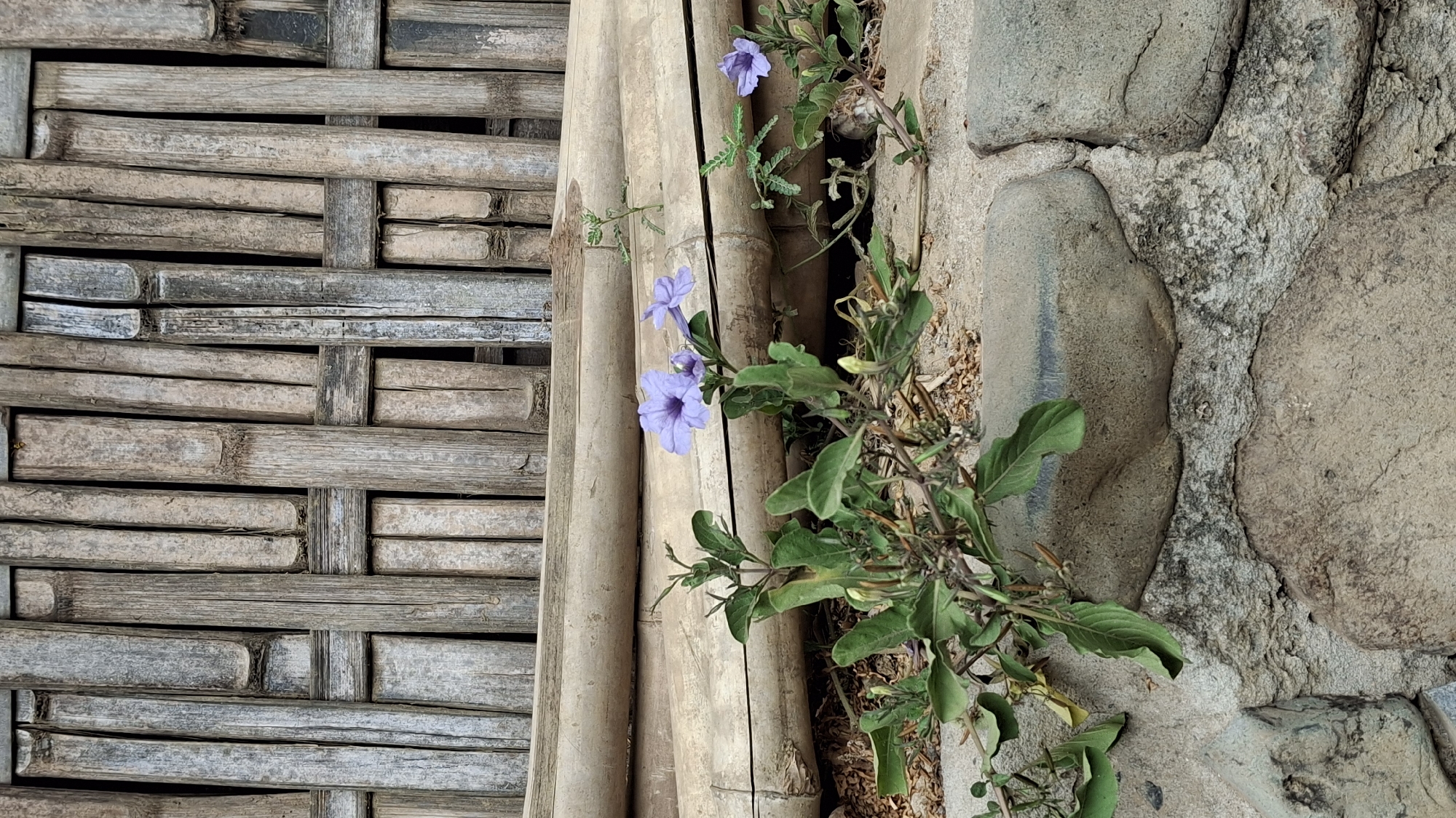 The image depicts a close-up view of a plant with purple flowers growing amongst rocks. In the background, there is a structure made of bamboo. The scene appears to be in Pucakwangi, Indonesia. The plant has green leaves and several delicate purple blossoms. The rocks in the foreground are various shades of gray and brown, with some appearing smoother than others. The bamboo structure in the background is composed of vertical and horizontal bamboo poles, weathered and possibly aged. The overall impression is one of natural growth against a rustic backdrop.
