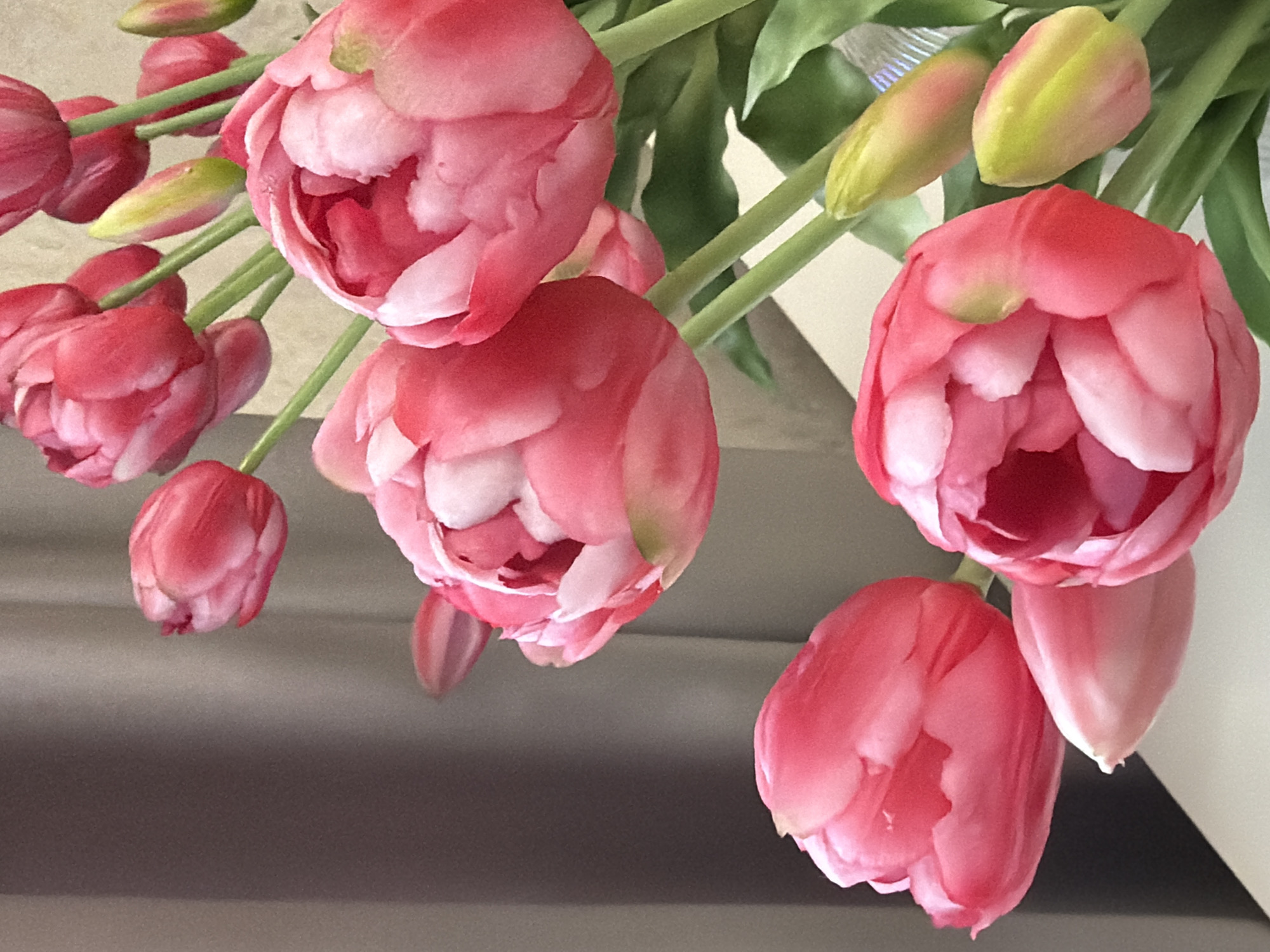 A vertical, close-up, eye-level, full shot shows a bouquet of bright pink tulips, some fully bloomed and others in bud. The tulips are varied in their stages of bloom, with some showing many delicate petals unfurling and others still tightly closed, their green buds tipped with pink. The stems are a vibrant green, supporting the flowers and some visible green leaves. The background consists of a soft, gray curtain on the left and a lighter, textured surface on the right, possibly a table or wall. There are no people or any discernable city elements visible in the image.