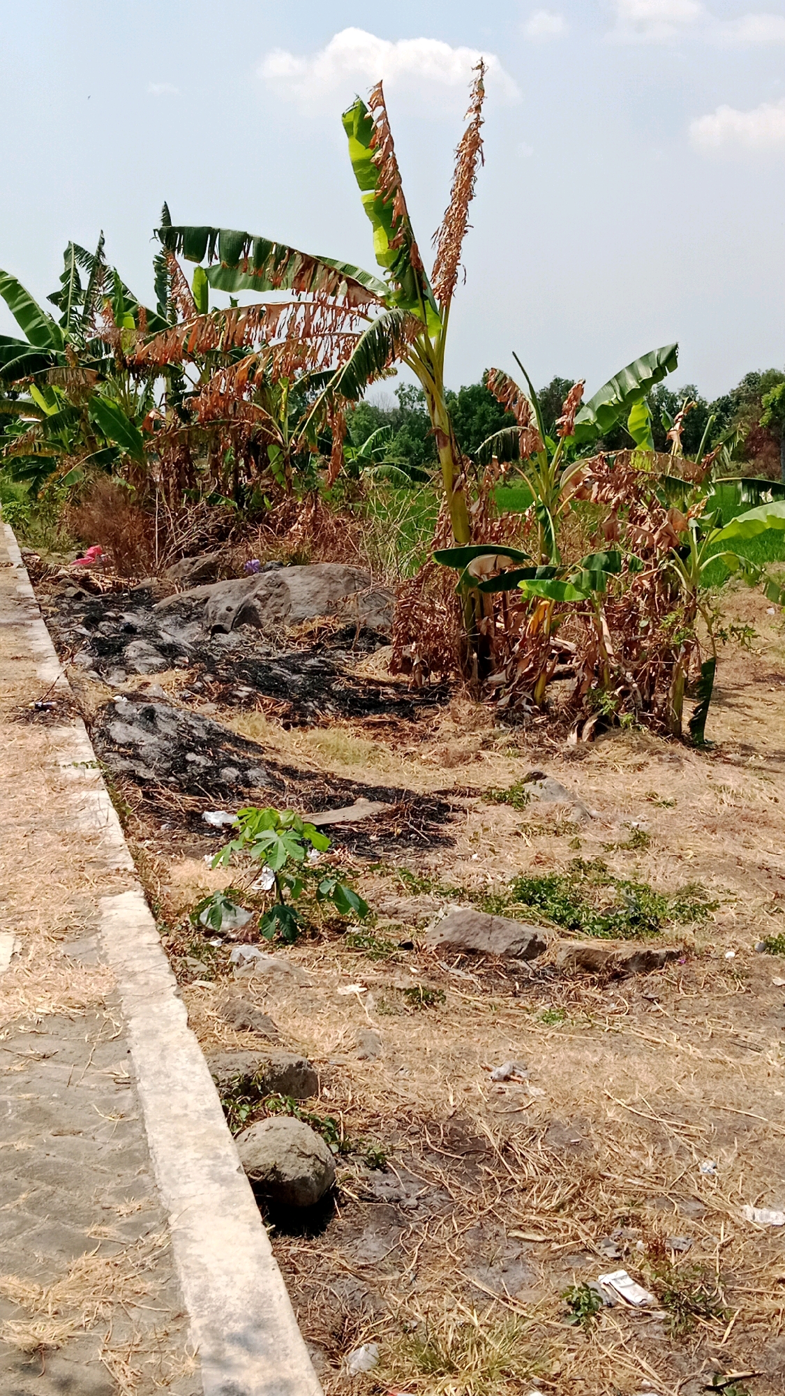 The image depicts a dry, outdoor scene, likely in Sukowinangun, Indonesia, under a bright, partially cloudy sky. In the foreground, a concrete pathway runs along the left side of the frame, bordered by dry, yellowed grass and scattered rocks. The ground is uneven and dry, with patches of dark, burnt material visible near the pathway, suggesting a past fire.
Dominating the mid-ground and background are several banana trees. Many of these trees appear to be in a state of distress, with brown, withered leaves and dried stalks, particularly towards the top of some of the plants. A few banana plants show greener, healthier foliage. Interspersed with the banana trees are areas of dry brush and some green vegetation.
Scattered across the ground are various small pieces of debris, including what appears to be discarded plastic and paper. The overall impression is one of a dry, somewhat neglected environment, with evidence of both natural elements and human impact. No people are visible in the scene.