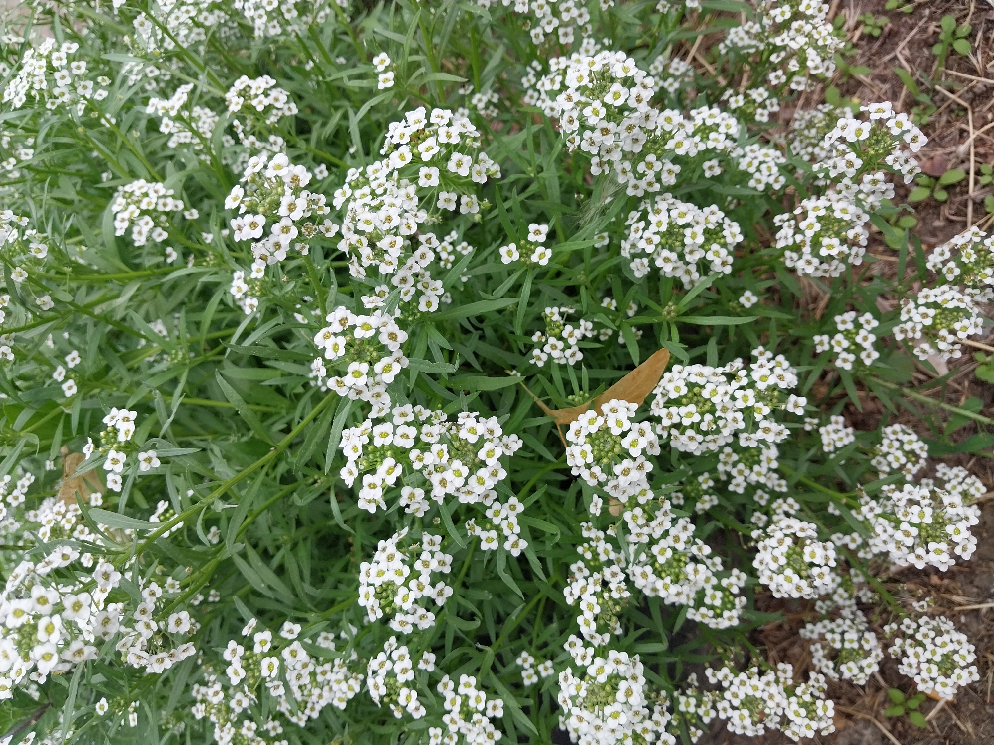 The image shows a close-up, high-angle view of a dense cluster of small white flowers with yellow centers, commonly known as Sweet Alyssum, growing in a garden bed. The flowers are arranged in small, frothy clusters atop long, green, lance-shaped leaves. The background is filled with more of the same foliage, creating a lush, green, and white tapestry. Some dry leaves and sparse brown grass are visible at the bottom of the frame, suggesting an outdoor setting, possibly a park or residential garden. The lighting is even, indicating an overcast day or the shade of larger plants. There is no indication of human presence or any specific landmarks that would pinpoint a location within the city of Dnipro, Ukraine.
