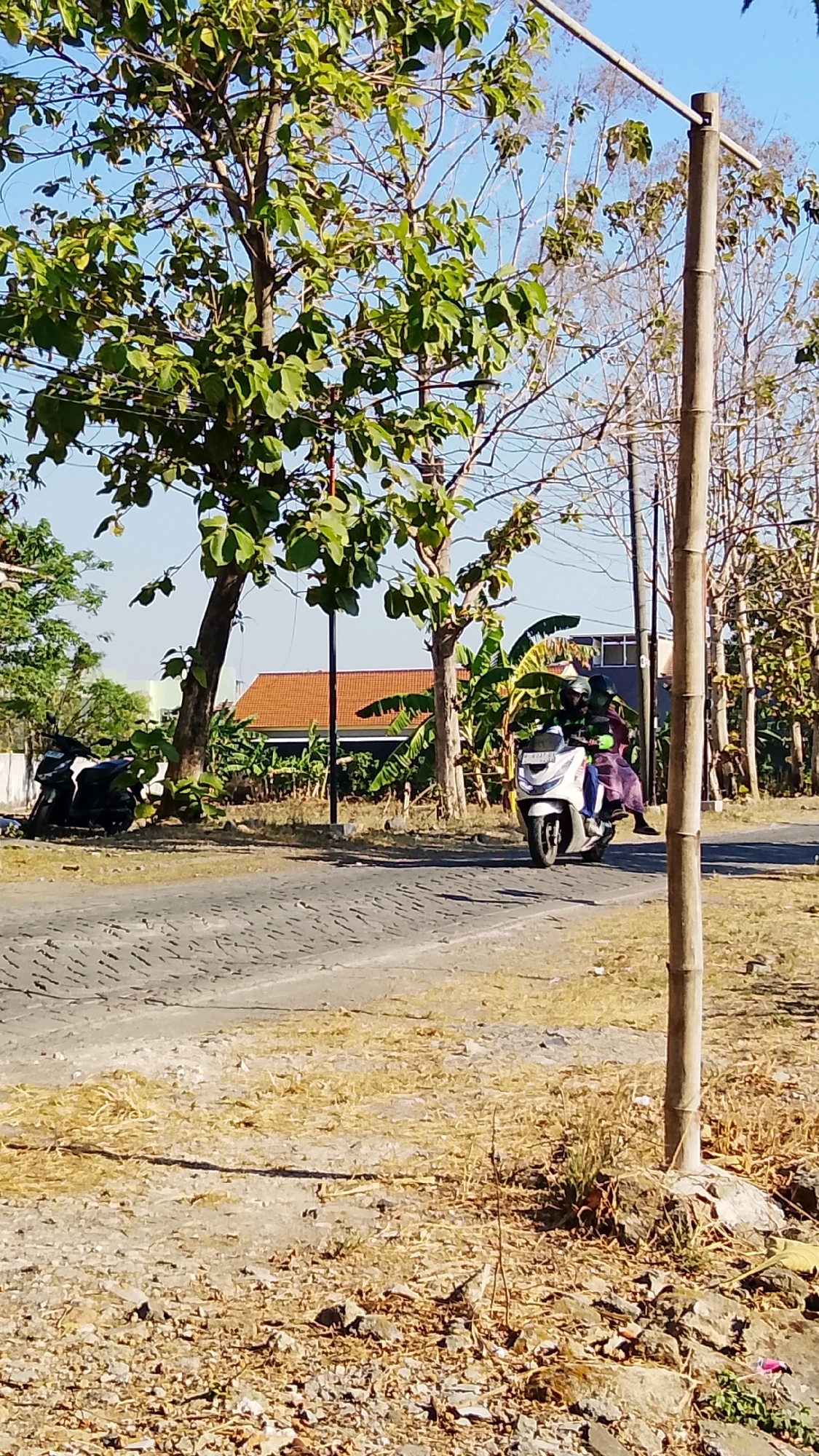 An outdoor, medium-shot, eye-level, vertical photograph captures a sunny daytime scene on a paved road with a dirt shoulder. In the foreground, dry, yellow grass and scattered rocks line the right side of the road, with a wooden pole also on the right. The road itself is paved with cobblestones, and a white scooter with two occupants is traveling away from the viewer on the right side of the road. The rider, wearing a dark helmet and jacket, is controlling the scooter, and the passenger behind them is wearing a dark helmet and a purple skirt. Behind the scooter, on the left side of the road, is a black motorcycle parked on the dirt shoulder. Further in the background, several trees with green leaves and some bare branches are visible, along with a building with an orange tiled roof and banana trees. The sky is clear and blue. This scene is located in the village of Dahanrejo, Indonesia.