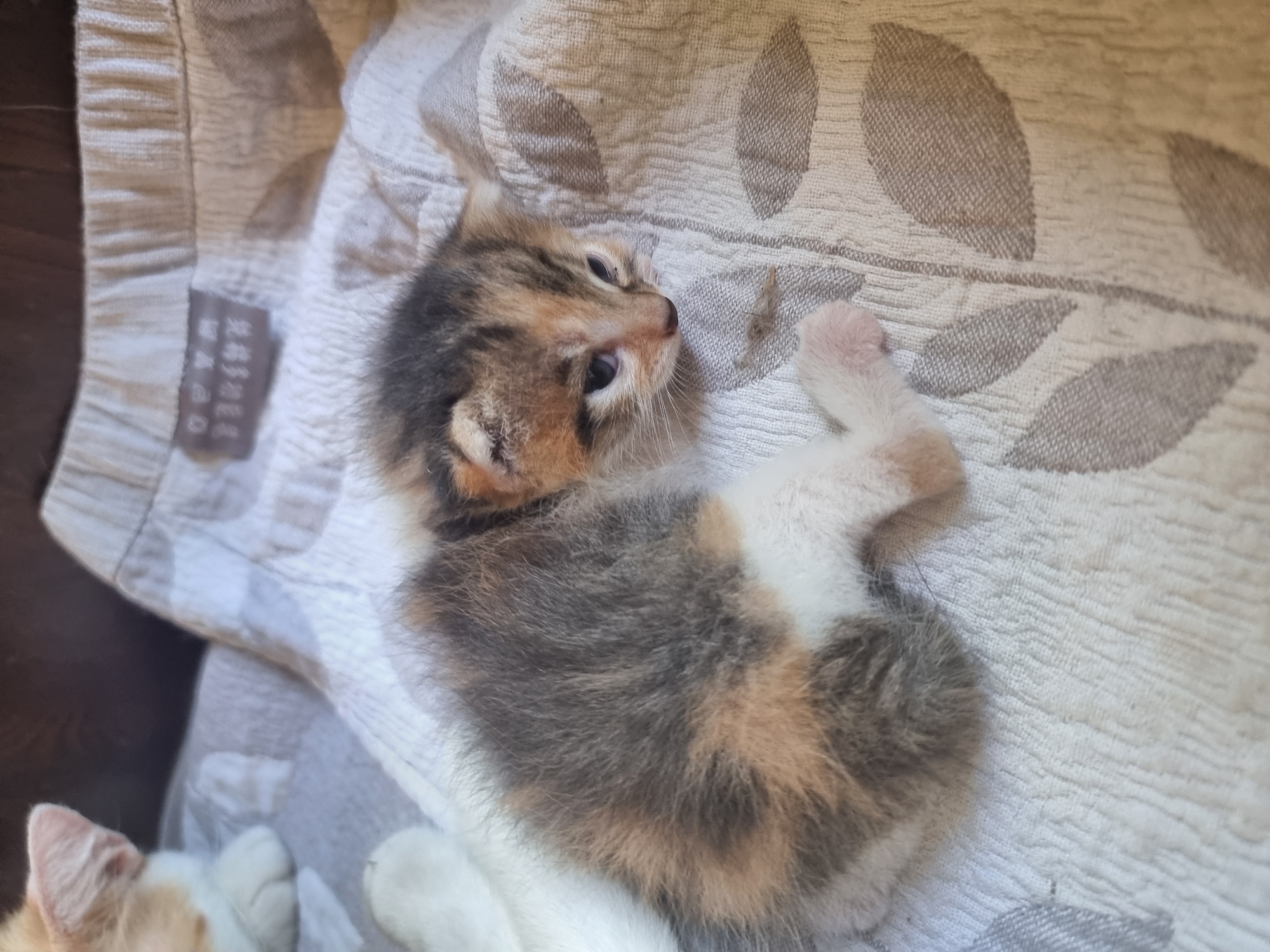 A calico kitten is lying on a textured, light-colored fabric with a leaf pattern. The kitten is curled up, with its head turned to the right. Its fur is a mix of gray, black, orange, and white. The kitten's eyes are blue and it has small pink paws. To the left of the kitten, another kitten, mostly white with orange ears, is visible, partially out of frame. The fabric appears to be some kind of bedding or upholstery. There is a dark brown surface in the background, possibly a table or shelf. There is a small fabric tag with writing on it attached to the fabric. The overall scene is domestic and appears to be indoors. There is no information to place this scene in Copanca, Moldova.