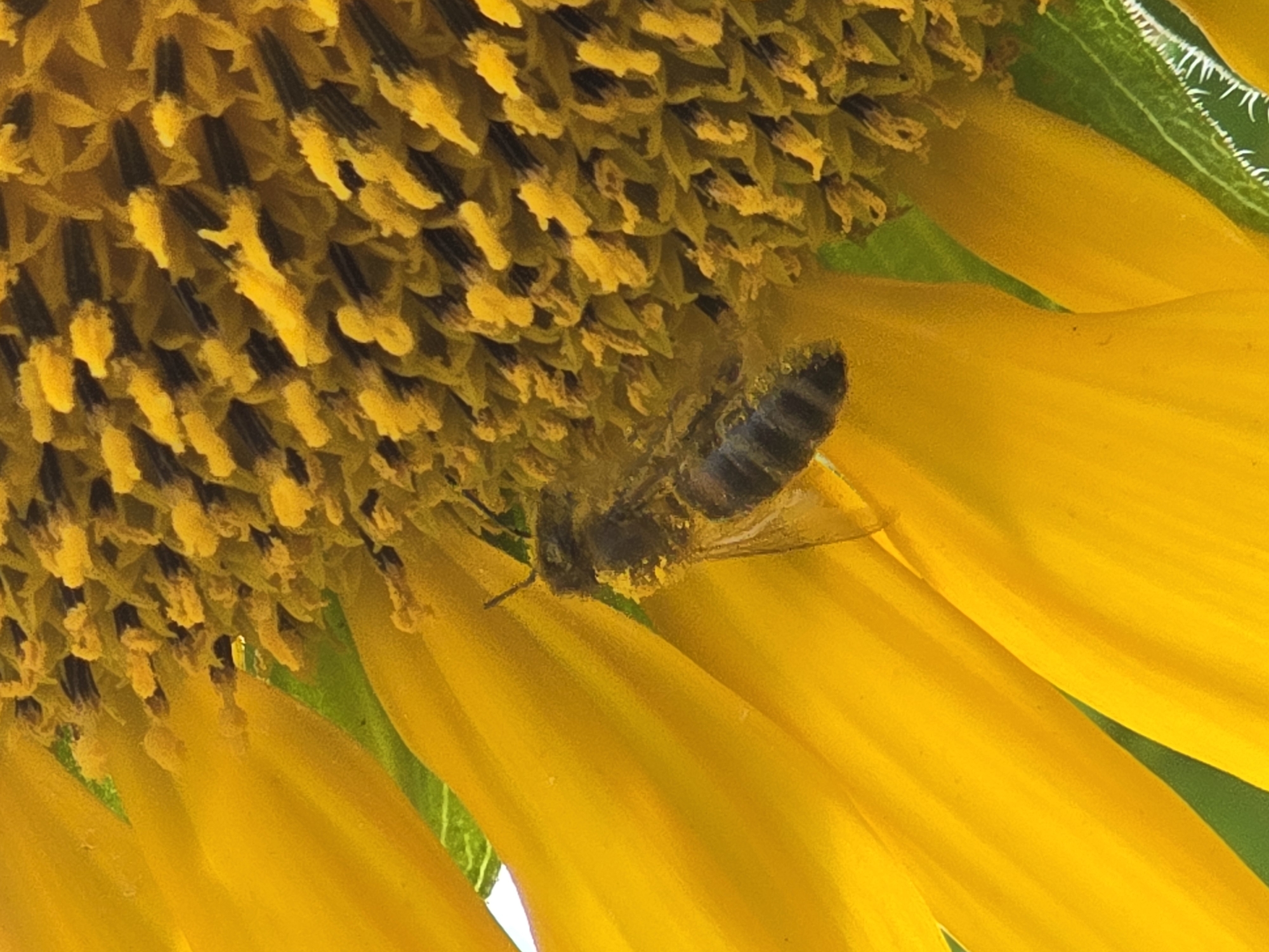 This is a close-up, horizontal, eye-level shot of a bee on a sunflower. The bee is positioned in the center of the frame, facing left and slightly downwards, appearing to be collecting pollen. It has a dark, segmented body and appears dusted with yellow pollen. The sunflower's petals are a vibrant yellow, radiating outwards, and the center is filled with numerous small florets, also yellow, some of which are covered in pollen. The background consists of out-of-focus green leaves and hints of the sky. The scene evokes a natural, rural setting. There is no information available to link this image to the city of Ермолаево, Russia.