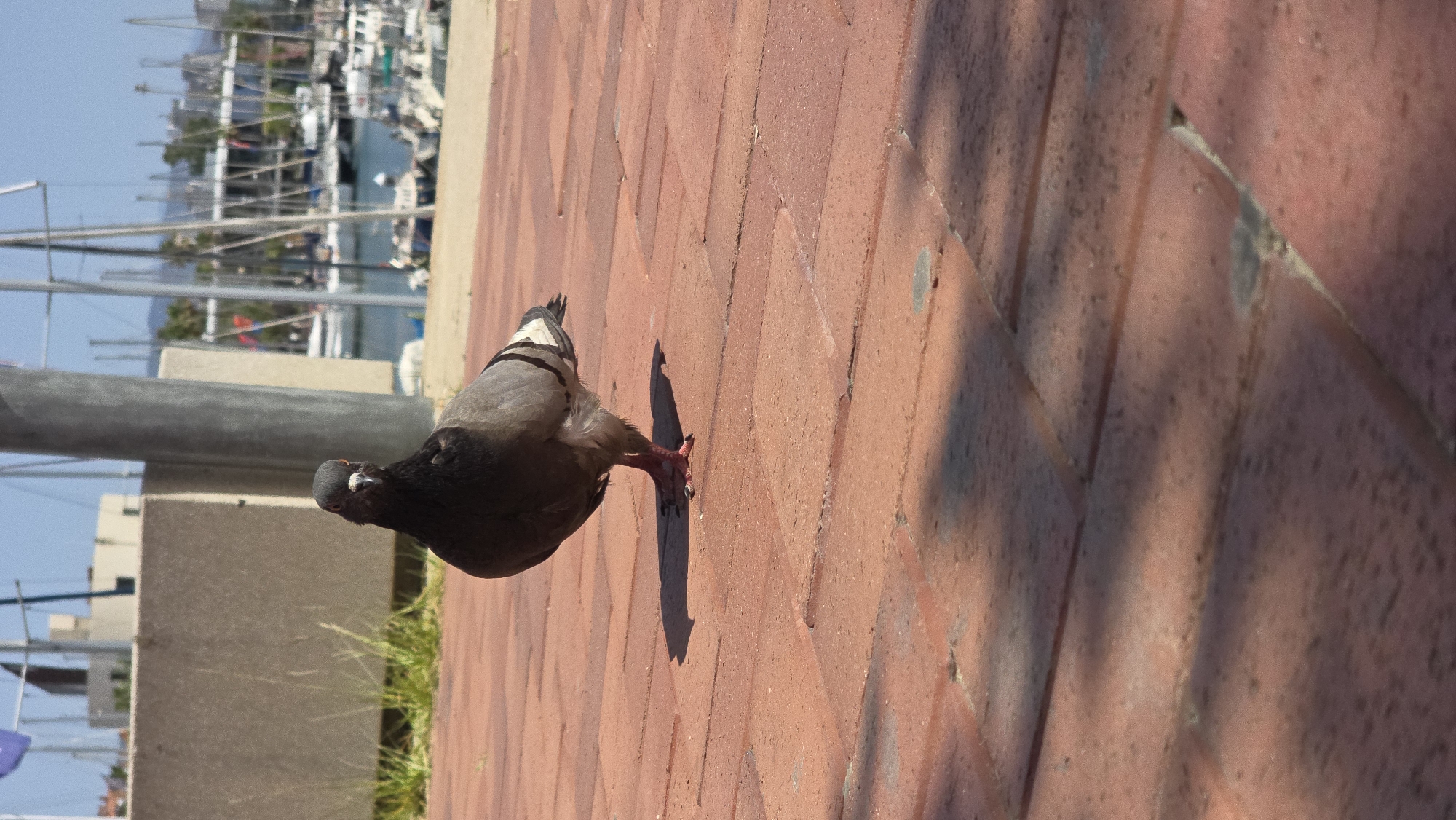 A pigeon stands on a red brick sidewalk in front of a marina. The pigeon is facing the camera, with its head slightly tilted. Its feathers are grey and black, with white markings on its wings. The pigeon's feet are red and it has orange eyes. In the background, there are several sailboats docked in the water. The sky is blue and there are some clouds. The scene appears to be a sunny day. The location is likely Barcelona, Spain due to the presence of a marina and the architecture visible in the background.