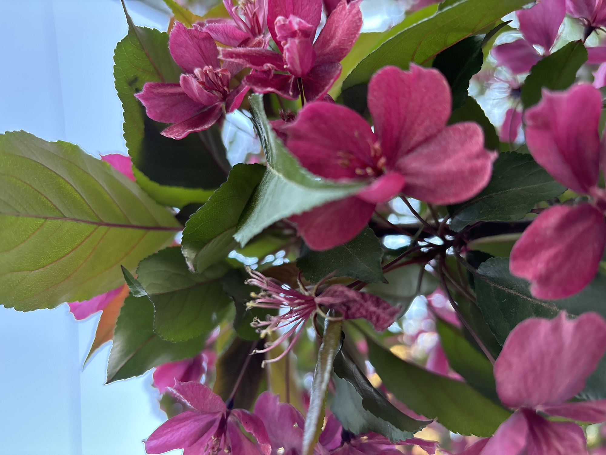 The image shows a close-up of pink crabapple blossoms and green leaves against a blurred blue sky. The composition focuses on the vibrant flowers and foliage, capturing the details of their textures and colors. There is no specific information in the image to confirm the location is in Chaikovsky, Russia. The scene depicts springtime nature. No people, specific objects other than flowers and leaves, actions, or interactions are visible.