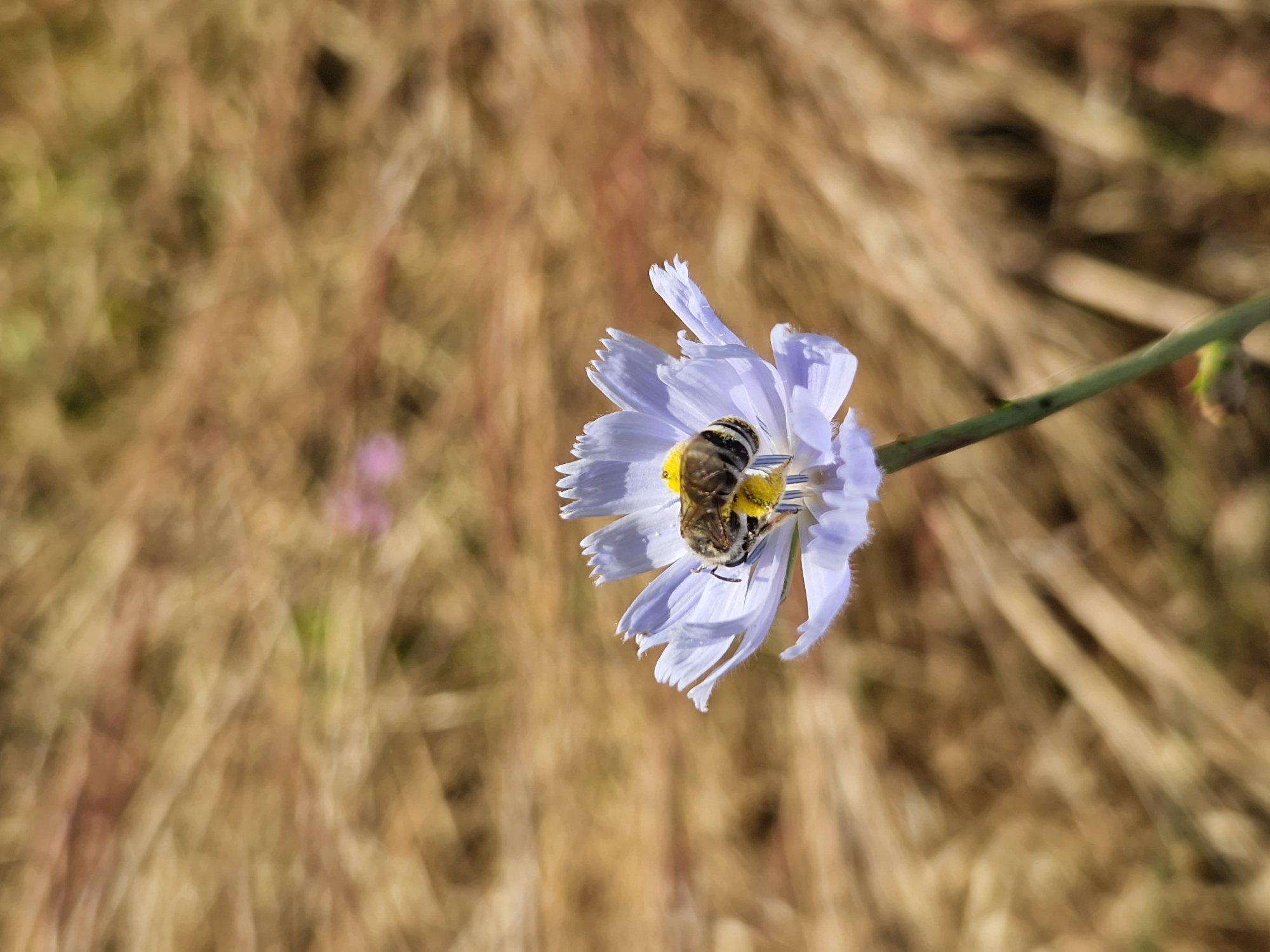 A close-up, vertical, eye-level shot shows a bee on a pale purple flower in Sofia, Bulgaria. The bee is positioned in the center of the flower, facing towards the viewer's left. Its body is dark brown with yellow stripes, and it appears to be collecting pollen. The flower has delicate, fringed petals and a bright yellow center. The background is a blur of dry, golden-brown grass and foliage, suggesting an outdoor, natural setting possibly in a park or field. The lighting is natural, with no artificial sources visible.