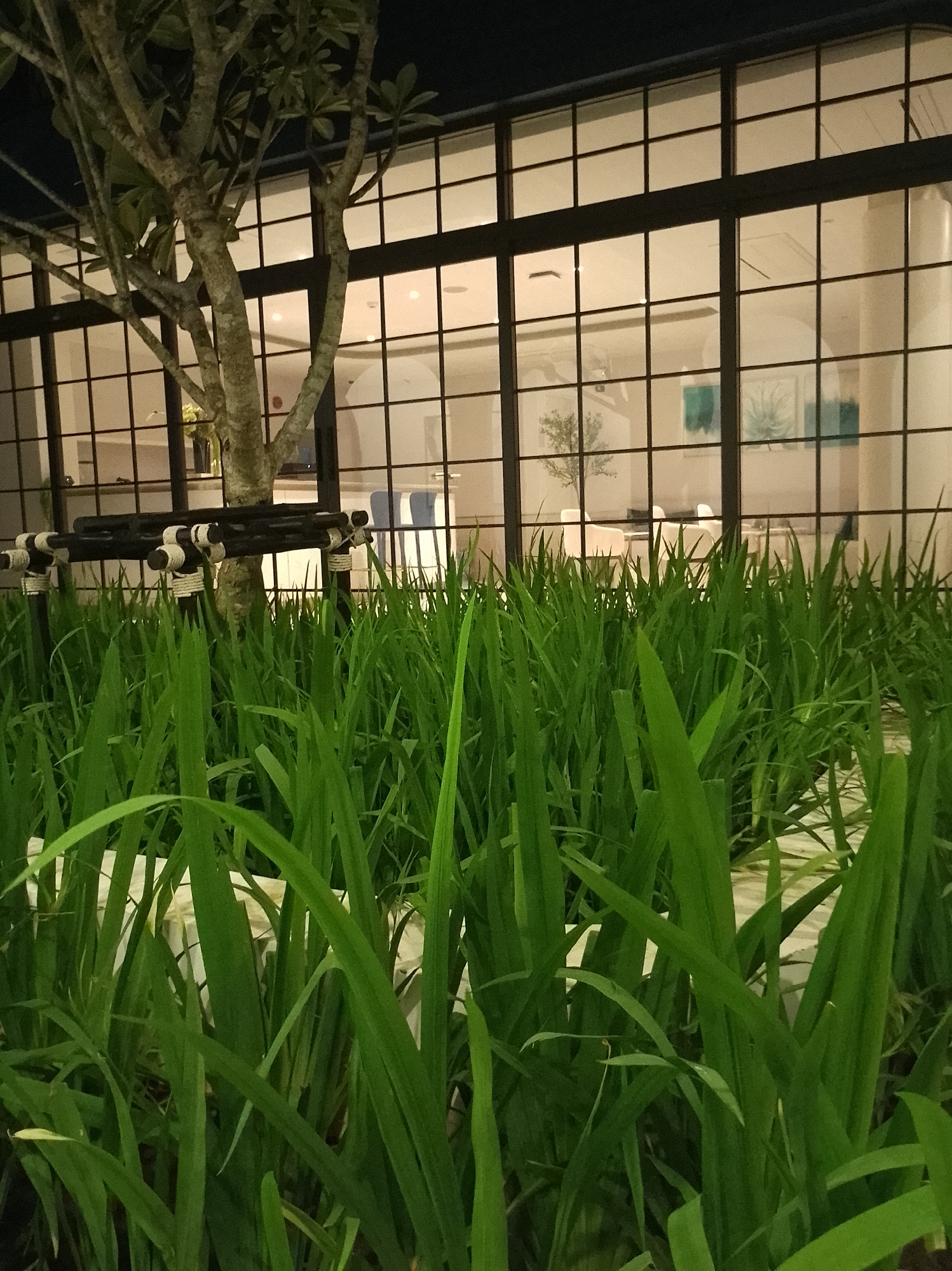This image captures a nighttime scene in Choeng Thale, Thailand, featuring a well-maintained garden in the foreground with lush green grass and a tree. Behind the foliage, a modern building with large, grid-patterned windows is visible. The windows reflect the warm interior lights, revealing glimpses of what appears to be a commercial space with furniture, including chairs and tables, and some artwork on the walls. The overall ambiance suggests a tranquil, sophisticated setting, possibly a restaurant or a commercial establishment, illuminated by artificial light against the dark night sky.