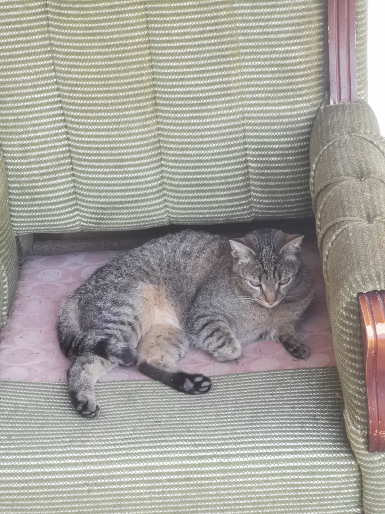 A tabby cat with grey and brown fur lies curled up, resting in the seat of an old armchair. The cat is facing towards the right side of the frame, with its head slightly lowered and eyes partially closed, appearing relaxed. Its front paws are tucked beneath its body, and its hind legs are extended. The armchair is upholstered in a textured fabric with alternating thin white and thicker light green horizontal stripes. The seat cushion where the cat is resting is covered in a pinkish material with a subtle, worn pattern. The armrests of the chair are wooden, visible on the right side of the image, showing a reddish-brown hue and some signs of wear. The backrest of the chair is visible behind the cat, also covered in the striped green and white fabric. The lighting is even, suggesting it is daytime. No text is visible in the image.