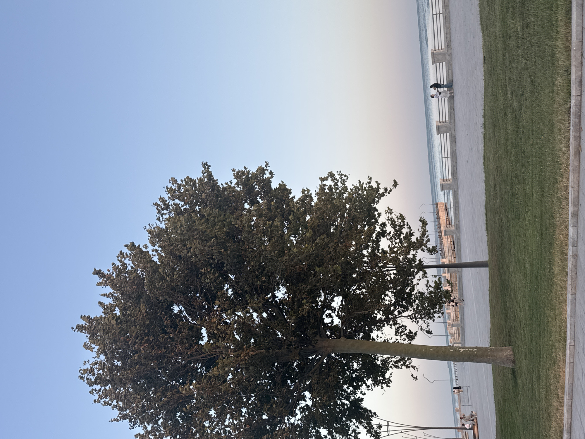 The image depicts an outdoor scene at the promenade in the city of Khatay Raion, Azerbaijan, during dusk. A large tree with dark green foliage stands prominently in the foreground on the left, casting a shadow on the neatly manicured green grass beneath it. Beyond the grass, a paved walkway separates the park area from a waterfront promenade. Several people are visible in the mid-ground: a group sits on a bench on the left, while a couple strolls along the promenade on the right. The promenade is bordered by a decorative stone wall with metal railings, overlooking a body of water, likely the Caspian Sea, with a faint horizon visible. The sky above transitions from a pale blue at the top to a soft pink and orange hue near the horizon, indicating the setting sun. Streetlights are visible along the promenade. The overall atmosphere is serene and tranquil.
