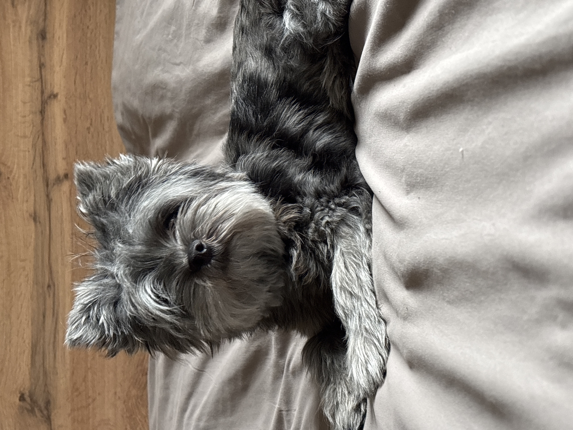 A grey and white schnauzer dog is lying on a grey fabric surface next to a wooden wall.
