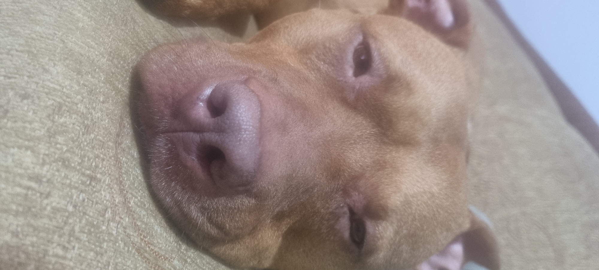 A close-up, slightly tilted portrait shows a light brown or tan dog, likely a Pit Bull, resting indoors. The dog's head is turned to the side, with its face filling the majority of the frame. Its eyes are partially open, conveying a calm and gentle expression, suggesting it is either dozing or in a relaxed state. The dog has a prominent pinkish-brown nose with visible texture and short whiskers around its muzzle. It is lying on a light-colored, textured fabric surface, consistent with a couch or bed. The lighting is soft and appears natural, suggesting it is daytime. There is no visible text.