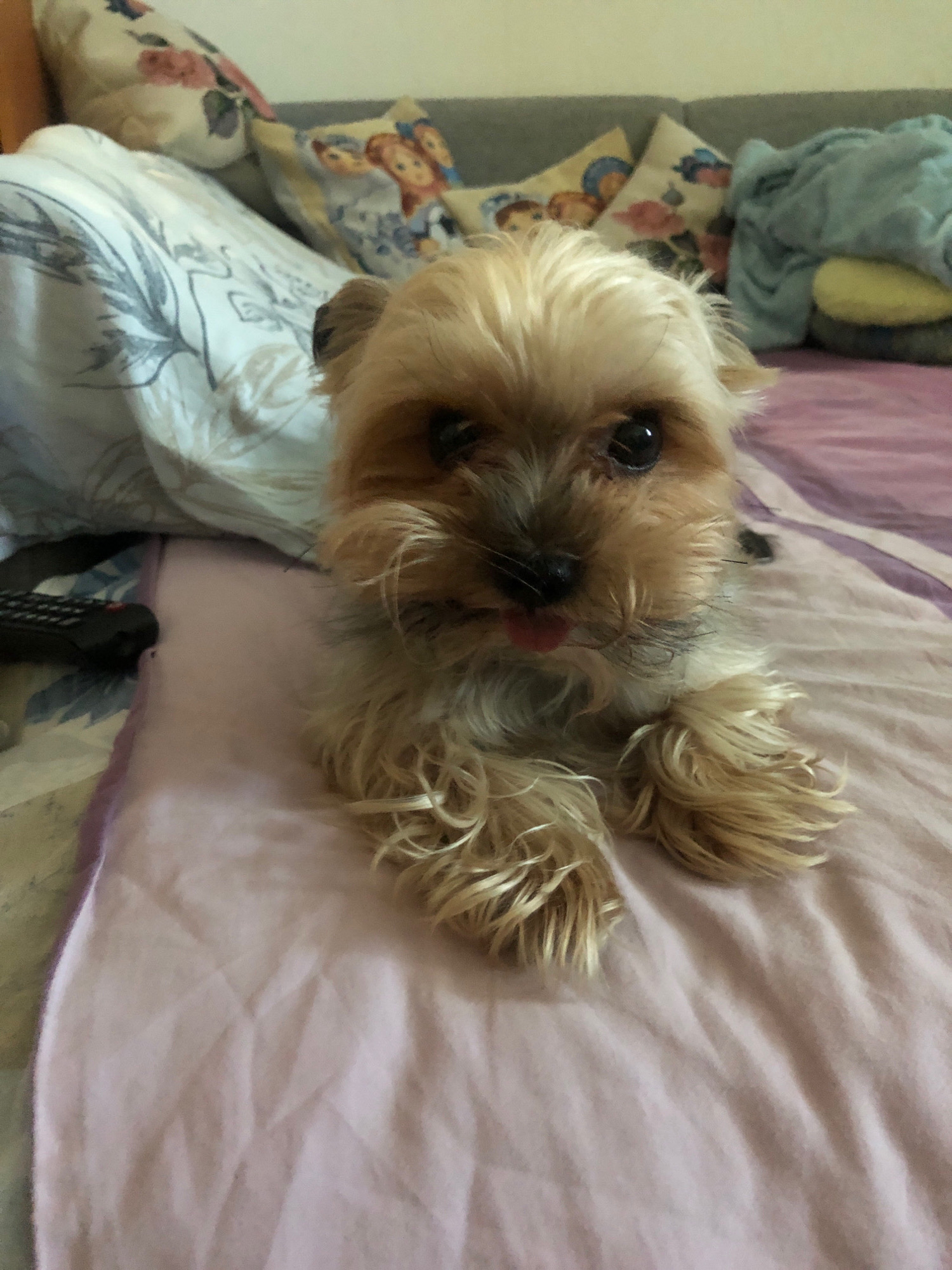 A Yorkshire Terrier is lying on a pink bedspread. The dog has light brown and tan fur, with dark eyes and a pink tongue sticking out. In the background, there are pillows with floral and cartoon prints, and a gray sofa. To the left of the dog, a black remote control is visible. The scene appears to be indoors, likely in a bedroom. The location is not specified in the image itself, so it cannot be determined to be in Zhukovo, Russia.