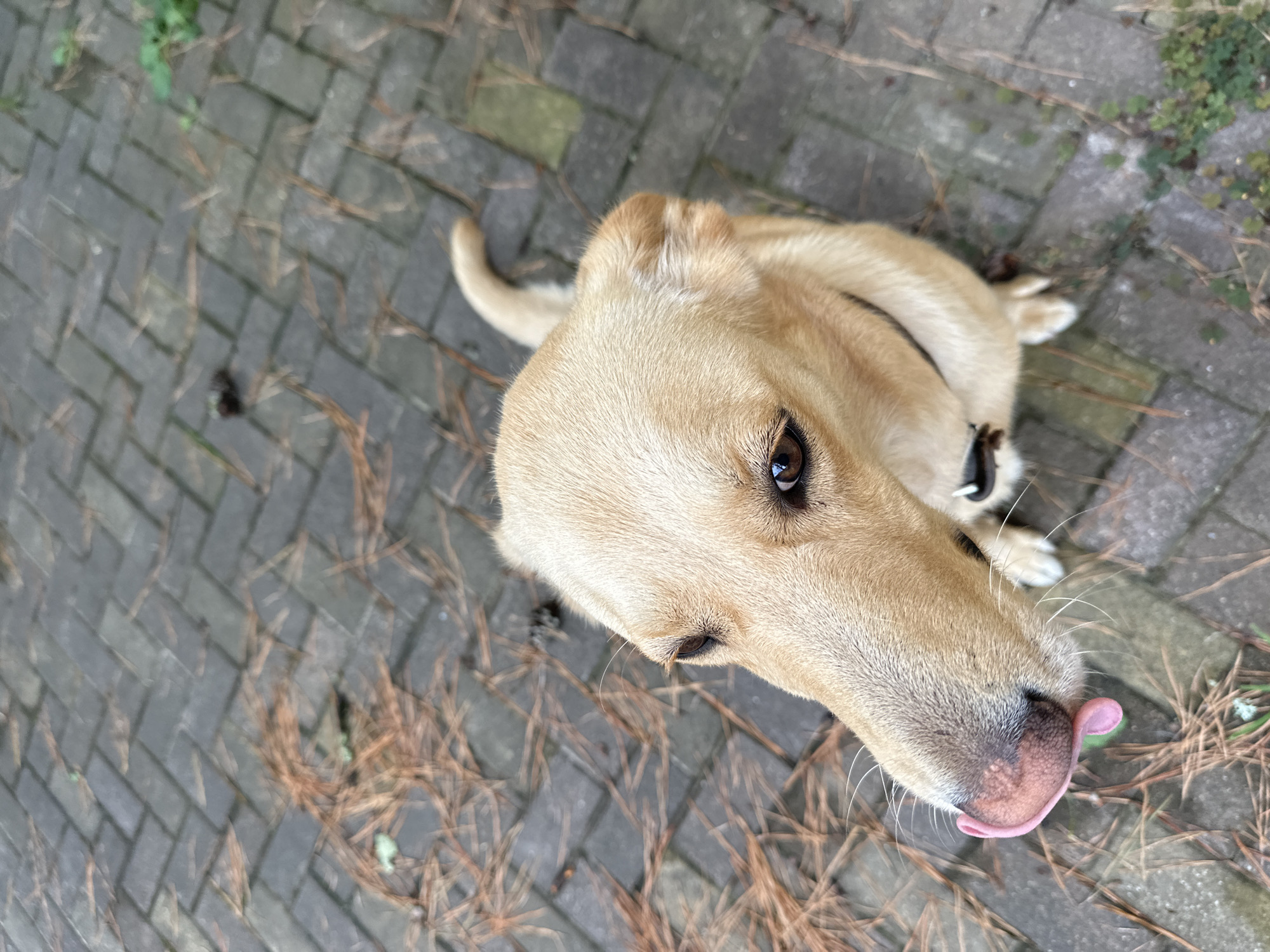 A tan dog with its tongue out sits on a paver patio littered with pine needles and small pinecones. The dog is looking up and to the left. Greenery is visible in the background. The scene is not specifically identifiable as being in Sochi, Russia.