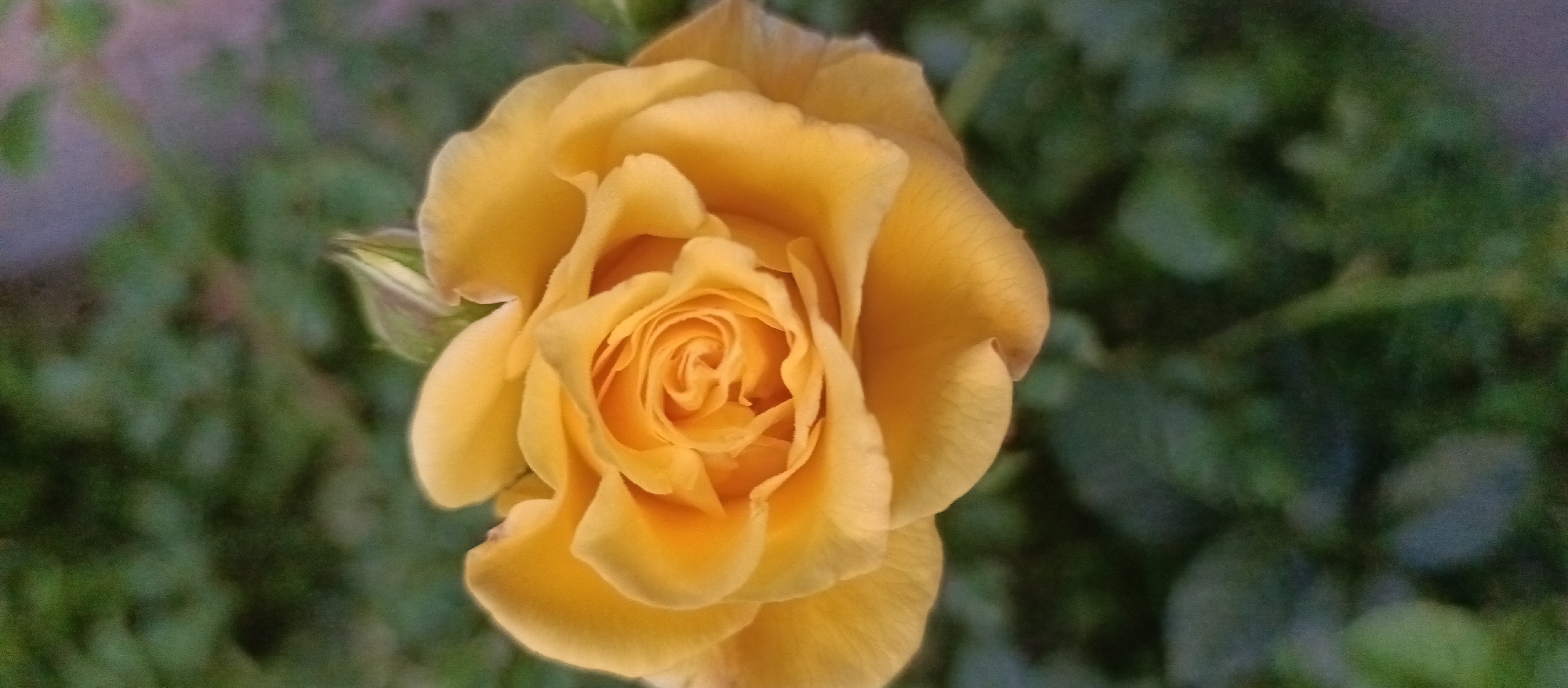 A close-up shot captures a vibrant yellow rose in full bloom, its petals unfurling in intricate layers. The center of the rose showcases a tight spiral of petals, transitioning to softer, outward-facing petals that exhibit subtle curves and textures. A partially opened bud is visible to the left of the main flower, hinting at further growth. The rose is set against a softly blurred background of dark green foliage, creating a shallow depth of field that emphasizes the flower's beauty. The lighting appears to be natural, possibly from an overcast sky or late afternoon sun, casting a gentle glow on the petals. The overall impression is one of natural beauty and delicate detail.
The image does not contain any information that would allow for the determination of its location within the city of Glukhovo, Russia.