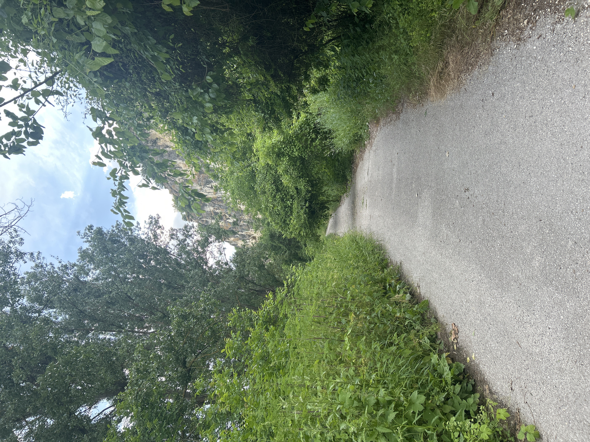 The image shows a narrow paved path winding through a lush, green environment. The path is likely a walking or cycling trail, as it appears well-maintained. Vegetation, including trees and tall grass, lines both sides of the path, creating a tunnel-like effect in some areas. In the distance, a rock face or cliff can be seen. The sky is partially visible through the trees, revealing some clouds.

The location is identified as Cherven, Bulgaria. However, without additional information, it is difficult to pinpoint the exact location within the city. The scene suggests a natural area or park located near the city.