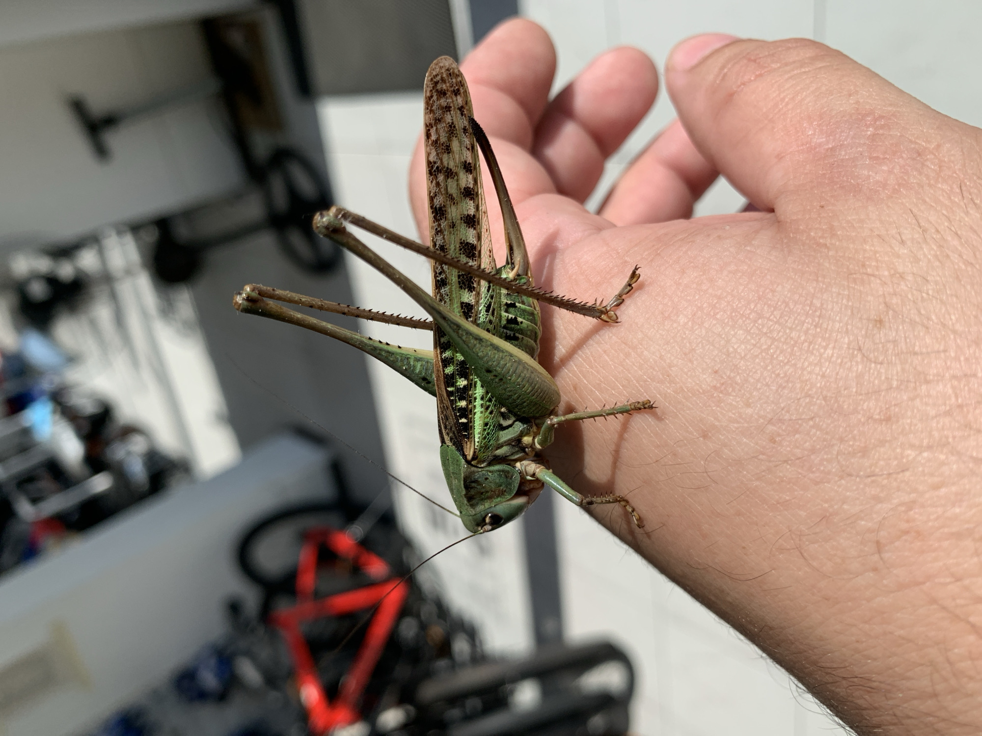A green katydid with brown mottled wings is resting on a person's hand. The katydid's long antennae extend forward, and its spiny hind legs are visible. The background is blurred but appears to show bicycles and possibly a building. The scene is lit by natural light, casting shadows on the hand.