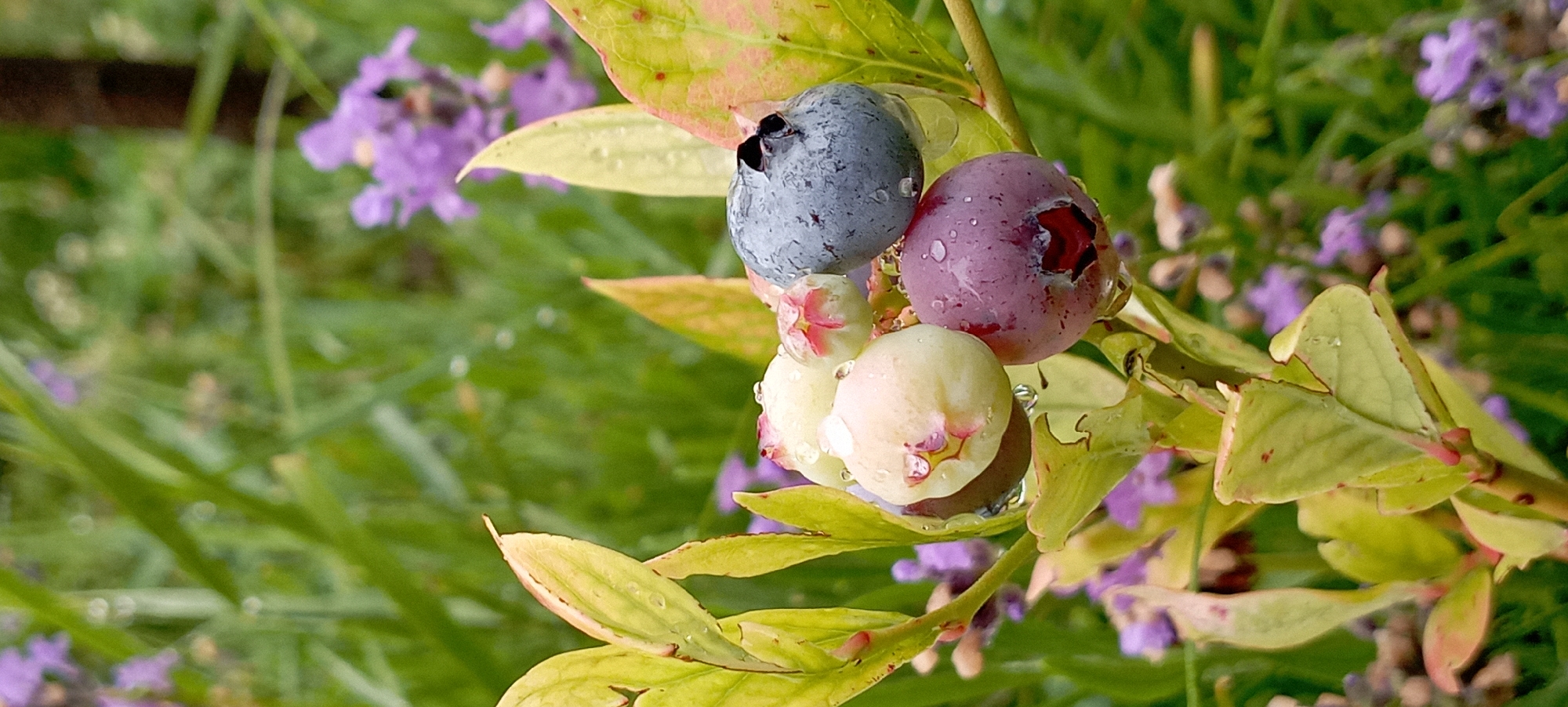 The image shows a close-up view of a blueberry bush with several blueberries in various stages of ripeness. The blueberries are clustered together on a branch, with some still green or white, and others turning red-purple and a deep blue. Water droplets are visible on the berries and leaves, suggesting it may have rained recently. The leaves of the bush are a yellowish-green color with some reddish-brown tinges. In the background, out of focus, are more green foliage and small purple flowers, consistent with a natural outdoor setting in Radisne, Ukraine. There are no people or animals present in the image. The focus is sharp on the blueberries and the immediate surrounding leaves, while the background is softly blurred.