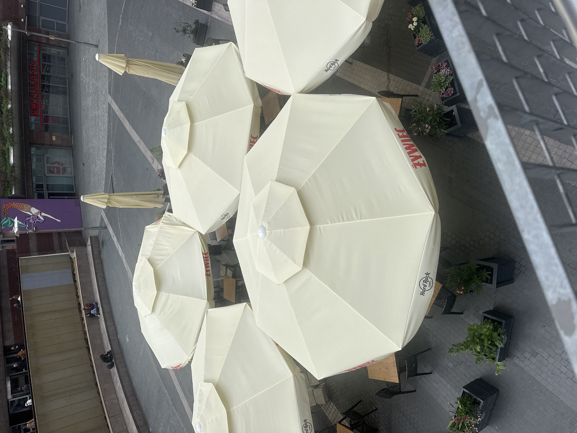 An overhead, high-angle outdoor shot captures a public square or plaza in Warsaw, Poland, with several large, light-colored patio umbrellas partially covering tables and chairs. Two of the umbrellas display the "ŻYWIEC" logo, and one shows "Hard Rock CAFE". The umbrellas are arranged in a cluster in the foreground and midground. In the background, a building with large windows is visible, and a store with red lettering reading "ROSSMANN" is identified. Several people are present: two individuals are sitting on a low wall in the midground, and another person is seated on the ground nearby. Additionally, a few people can be seen standing on a balcony or walkway above the plaza. Planters with greenery and flowers are situated around the umbrellas and tables. The ground is paved with patterned tiles. The overall scene suggests an outdoor dining or gathering area in a commercial or public space.
