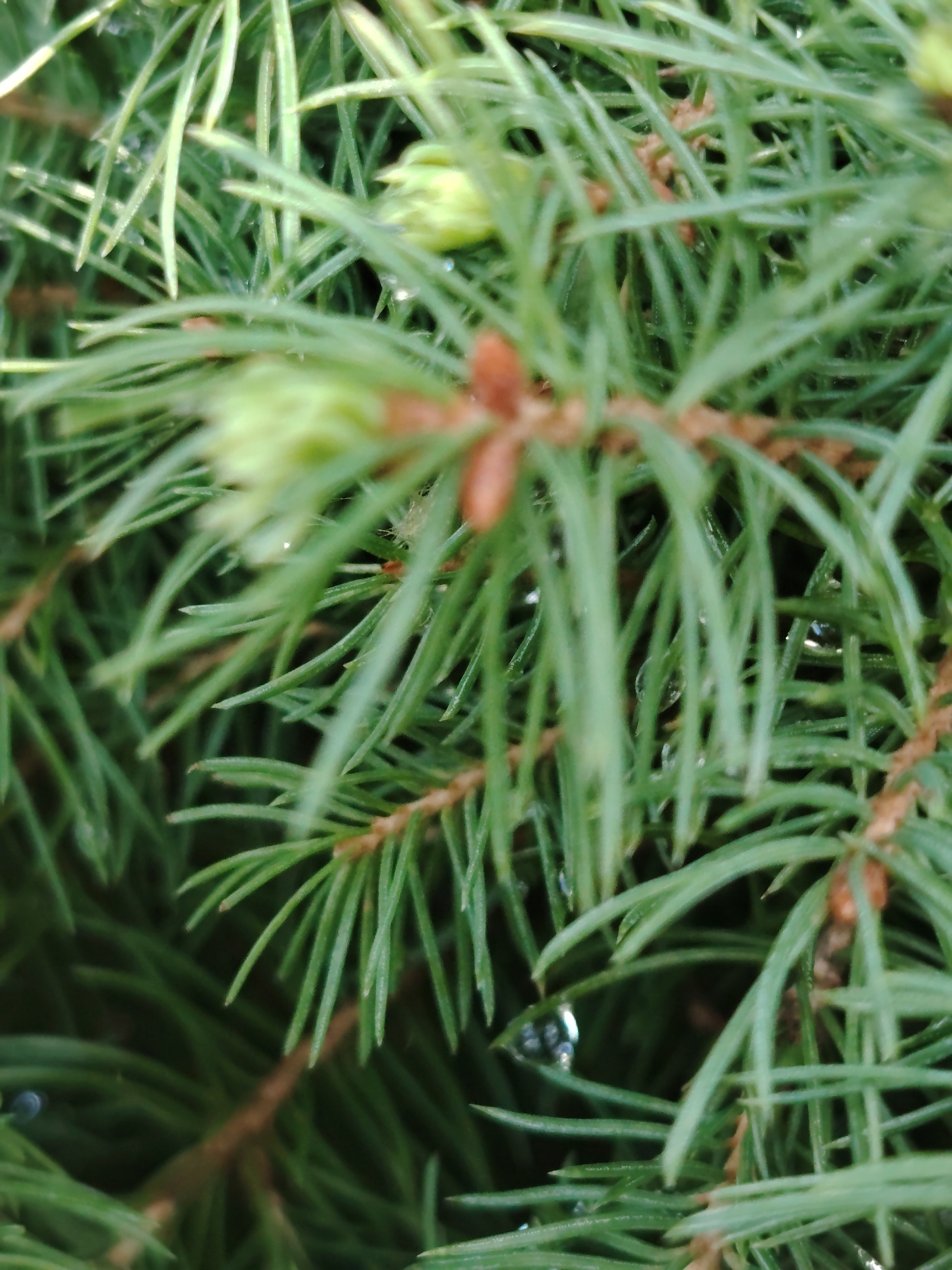 This is a close-up, slightly blurred, vertically oriented photograph of evergreen tree needles. The needles are a deep green color and appear to be wet, with several small water droplets visible on them. The background is composed of more needles and branches, creating a dense, textured green mass. The focus is shallow, with some areas of the image appearing sharper than others, particularly near the center and towards the bottom. Small, reddish-brown buds or seed cones are scattered amongst the needles. The lighting is natural and diffused, suggesting an outdoor setting. There are no people, animals, or man-made objects visible in the frame. The image does not provide any information about a specific location in a city or country.