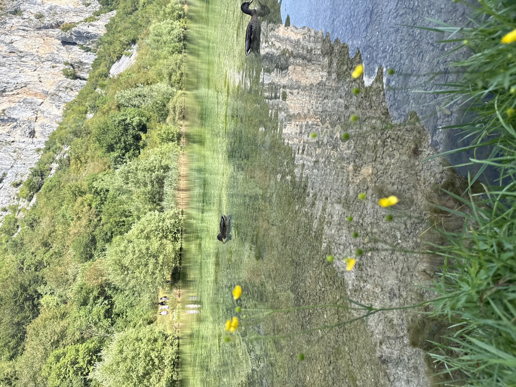 This media file shows a scenic view of a body of water reflecting a rocky cliff face and lush green trees. Two ducks are visible in the water. In the background, on the grassy bank, a group of people are lying down. The water is clear, revealing a pebbled bottom. Small yellow wildflowers are growing in the foreground on the right side of the frame. The scene suggests a peaceful, natural setting, likely during a warm, sunny day, given the bright lighting and the presence of people enjoying the outdoors. The reflection of the cliff and trees on the water creates an almost mirror-like effect, adding to the visual appeal of the landscape. The overall impression is one of tranquility and natural beauty.