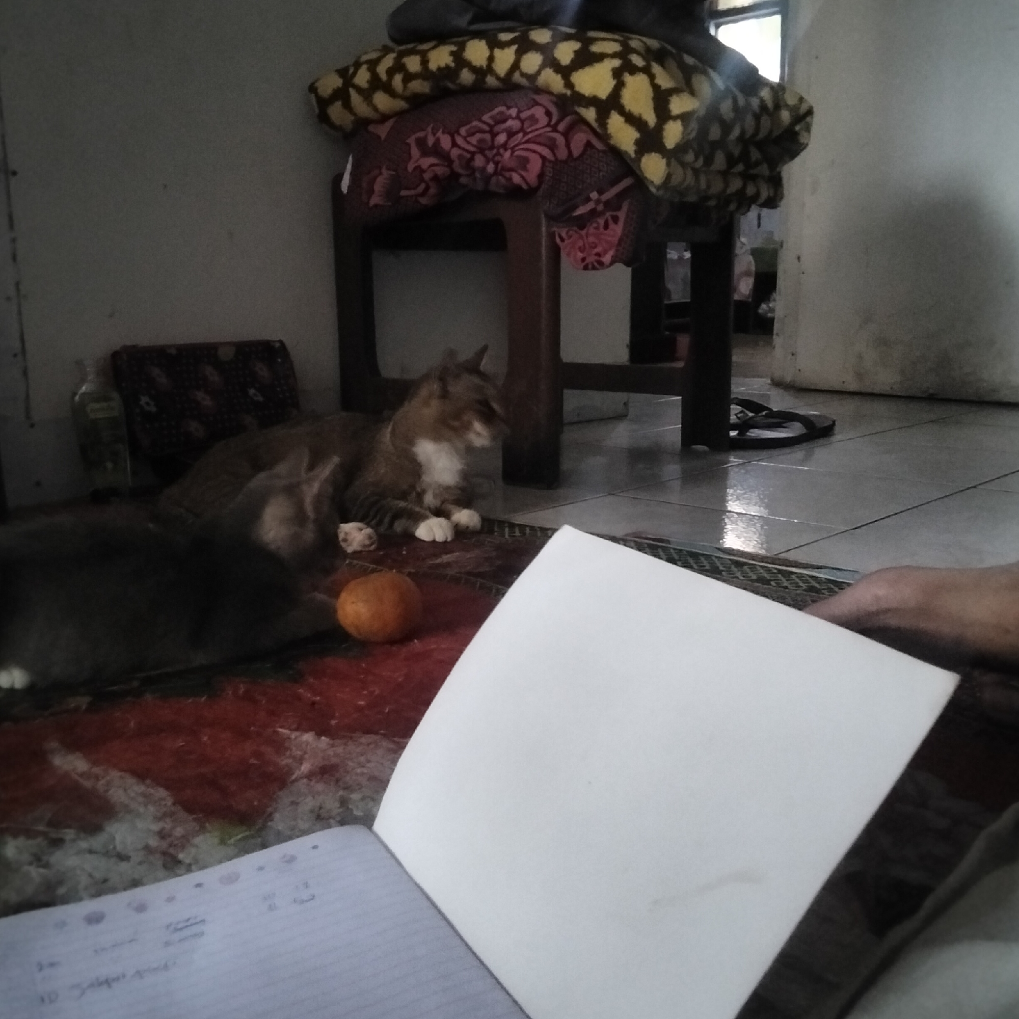 The image depicts an indoor scene, likely a residential space in Cisaat, Indonesia, given the presence of typical household items. Two cats are visible on a red patterned rug on the floor. One cat, gray and white, is lying down, while another, tabby and white, is sitting and looking to the right. Between them is a small orange object, possibly a fruit. In the foreground, an open notebook with handwritten text is placed on a white surface. To the left, a bottle of liquid and a patterned fabric are visible. In the background, a wooden stool is covered with folded blankets, one with a yellow and brown pattern and another with a floral design. A doorway and part of a wall are also discernible. A pair of black flip-flops rests on the tiled floor near the stool. The lighting suggests an indoor environment, possibly during the day, with light filtering in from a window or open doorway.