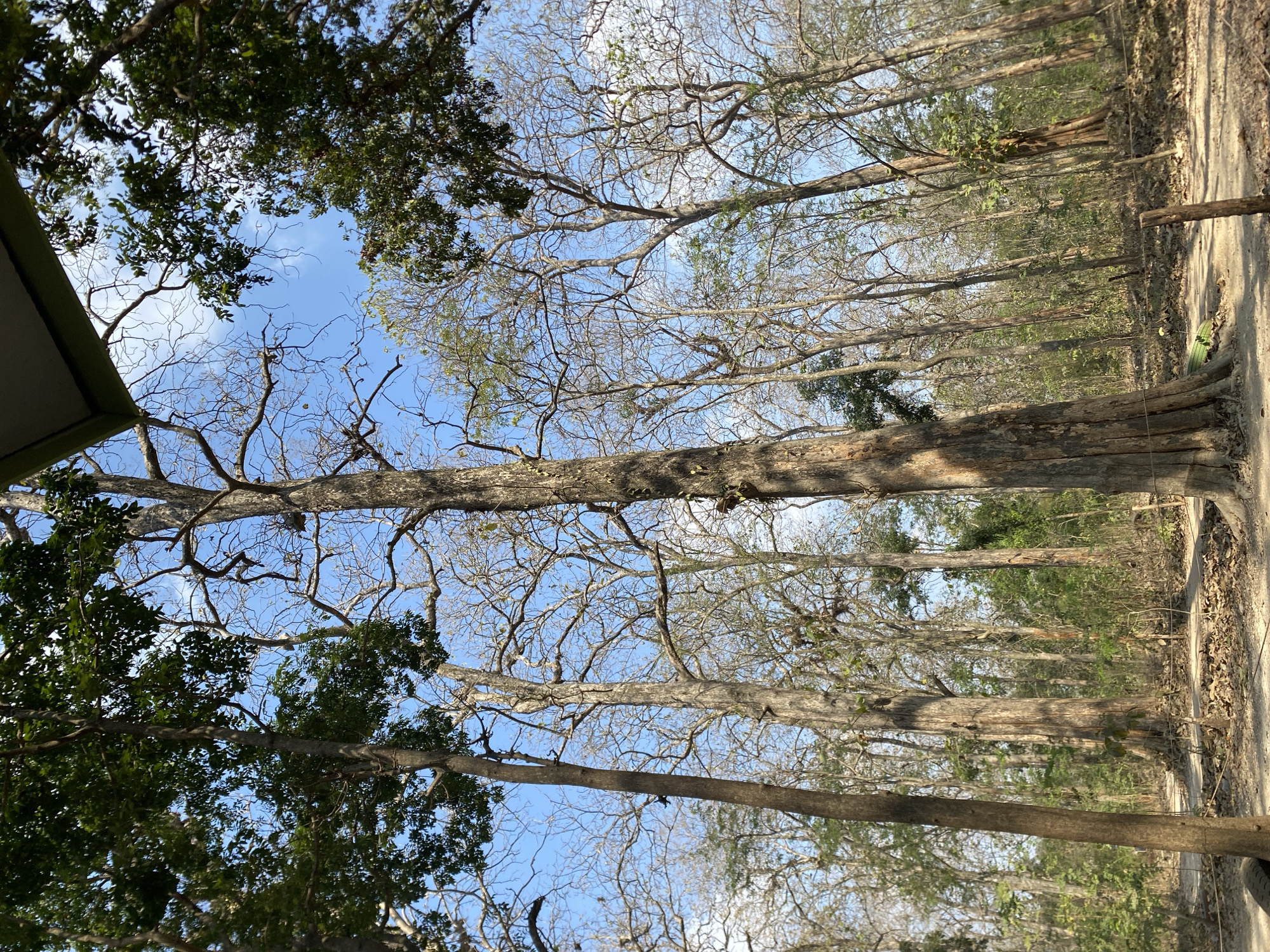 A forest scene with tall trees and a clear blue sky overhead. The ground is covered with dirt and fallen leaves, and a path winds through the trees. There are some small plants and undergrowth visible. The image has a naturalistic feel, evoking a sense of peace and tranquility.