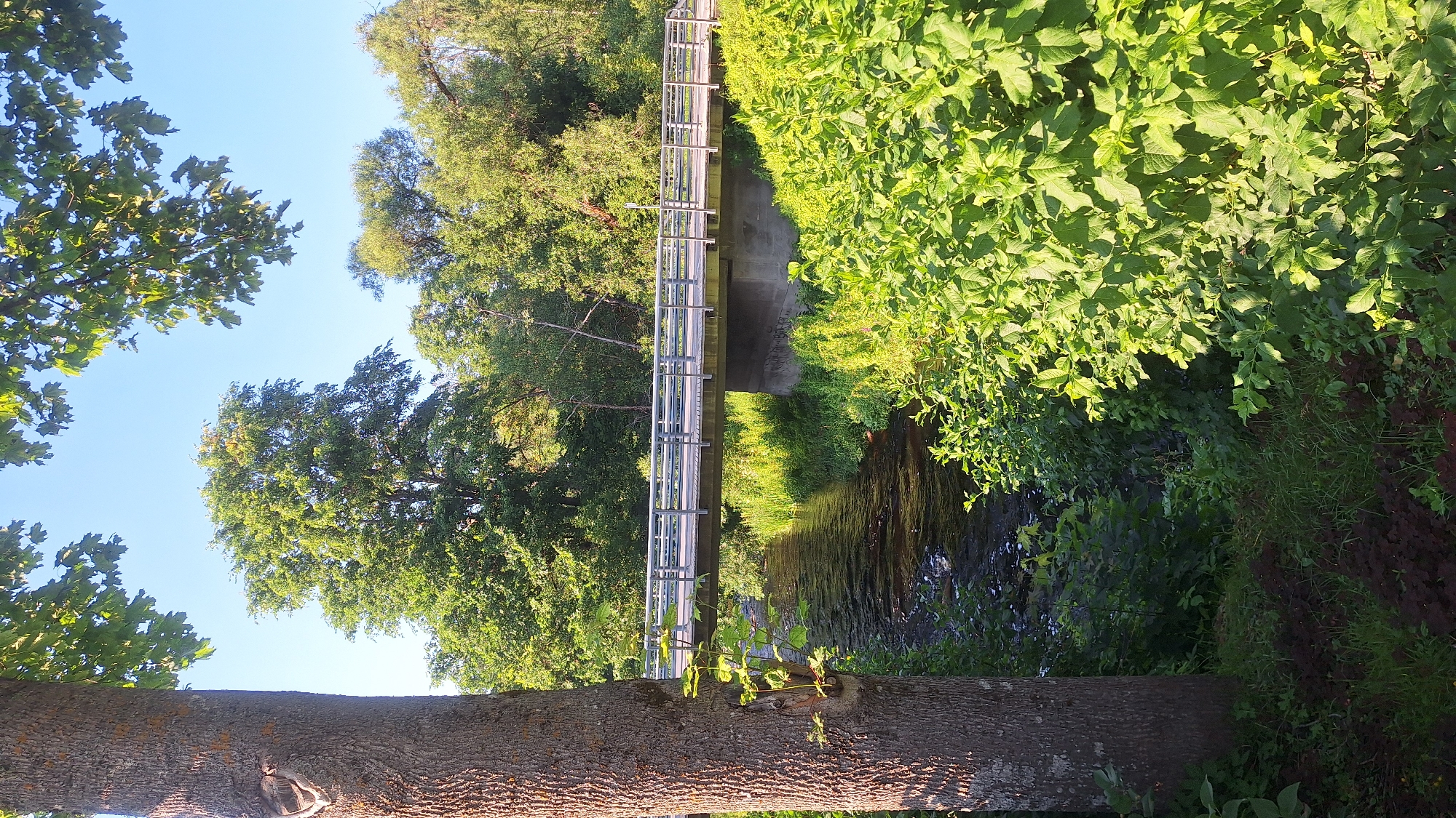A medium shot captures a tranquil scene in Lēdmane, Latvia, featuring a narrow river flowing beneath a modern bridge. The river is partially shaded by lush green foliage that crowds its banks, with the water's surface reflecting the dappled sunlight. The bridge, constructed with a concrete abutment and a wooden deck, has metal railings. On the left side of the frame, the rough bark of a large tree trunk is prominent, its shadow cast across the scene. The background is dominated by a dense canopy of various trees, suggesting a wooded area. The sky above is clear and a bright blue, indicating a sunny day. No people or animals are visible in the image.