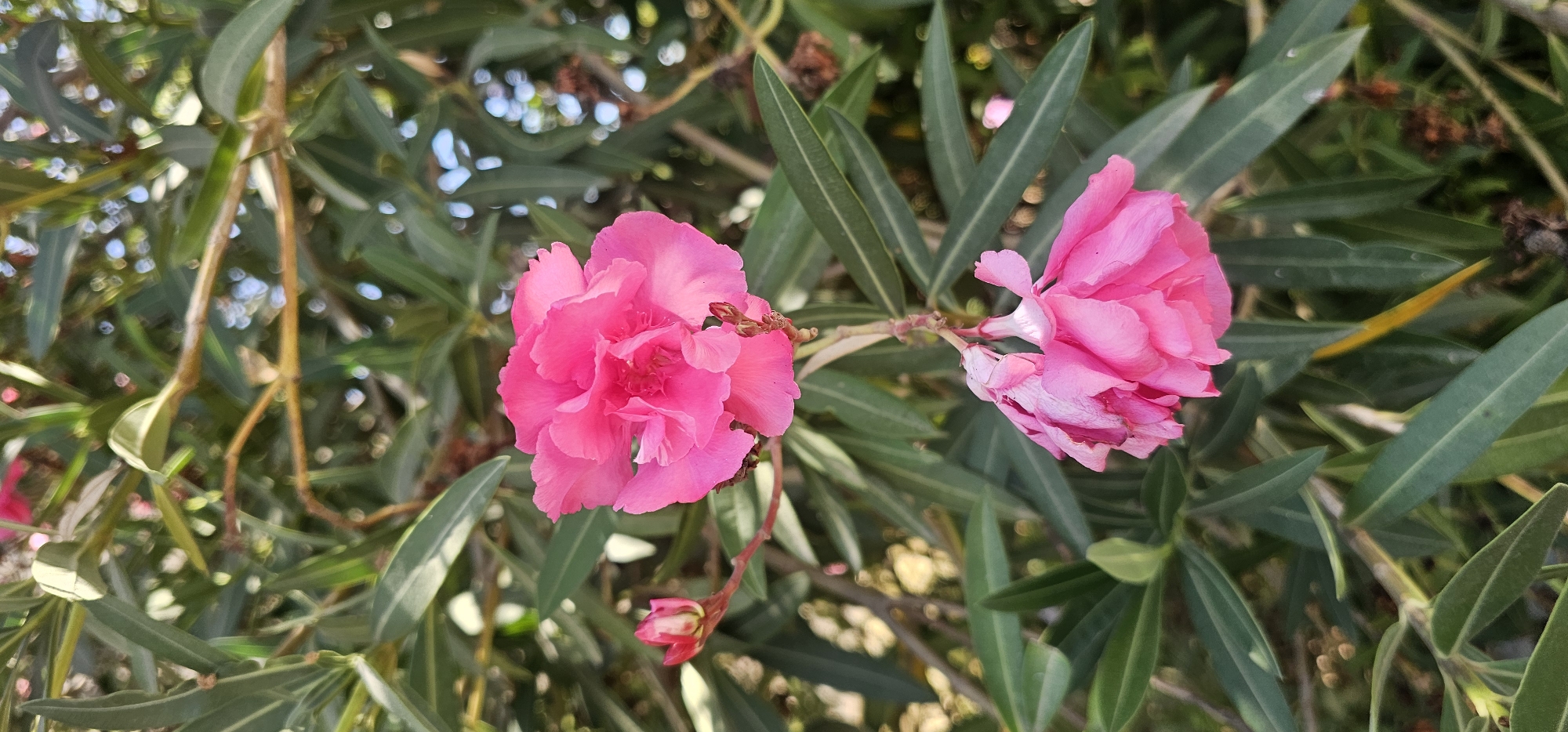 A vertical, eye-level shot captures a cluster of pink oleander flowers against a backdrop of lush green foliage. The foreground is dominated by a vibrant, fully bloomed oleander flower with delicate, ruffled petals in a bright pink hue. To its left, a smaller, unopened bud displays a similar pink color. Below the main bloom, a cluster of wilting oleander flowers, also pink, droops downwards, showcasing a contrast between new life and decay. The background is a dense arrangement of long, slender, dark green oleander leaves, interspersed with hints of sunlight filtering through the canopy, creating soft bokeh effects. The scene is likely situated in a garden or natural setting within Pardes Hana-Karkur, Israel, given the prevalence of oleander in the region's flora. There are no people or animals visible in the frame, and the focus is entirely on the botanical elements.
