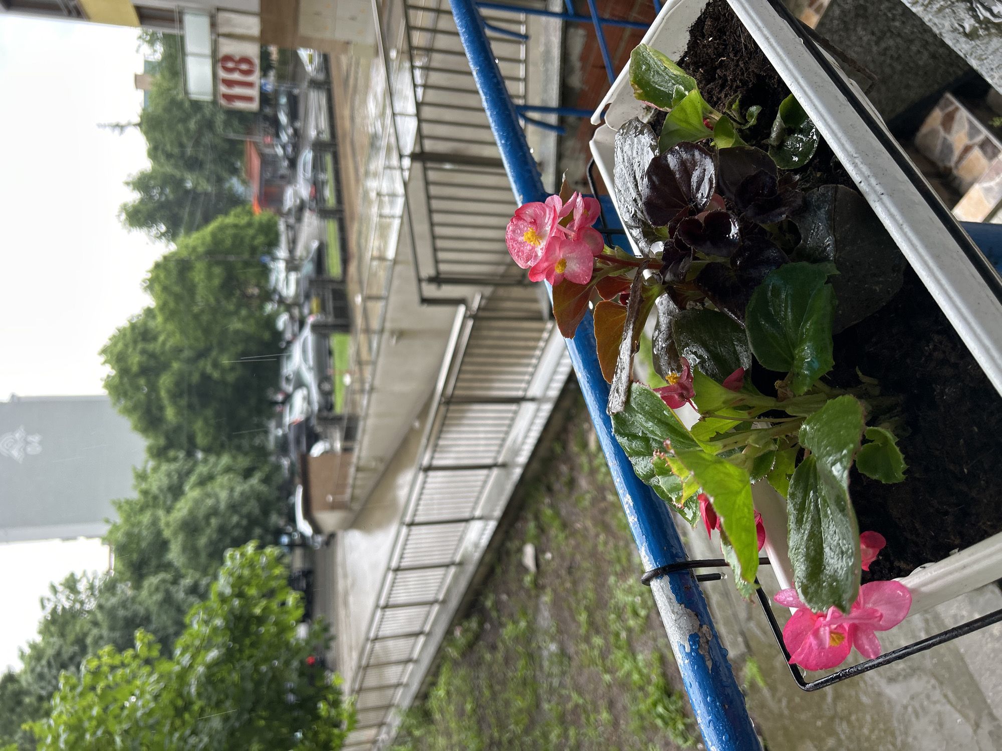 A begonia plant in a white rectangular pot sits on a blue metal railing, apparently on a balcony overlooking a rainy street in Burgas, Bulgaria. Water droplets cling to the leaves and pink flowers of the begonia. The street is wet, reflecting the overcast sky. A sign with the number "118" is visible in the background, amidst blurred vehicles and trees, suggesting an urban setting. The railing appears to be wet from the rain, and the foreground shows more of the railing, possibly suggesting a balcony view.