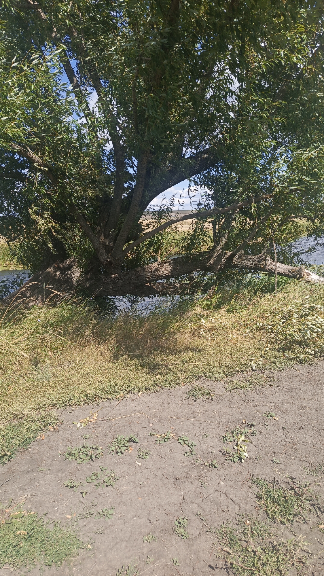 A large, mature willow tree extends its branches across a body of water, with some branches resting directly on the water's surface. The tree is situated on the bank of the water, which appears to be a calm river or pond. The foreground of the image consists of dry, cracked earth with sparse green vegetation. Beyond the tree and water, the background shows a dry, grassy field under a clear blue sky with scattered white clouds. The overall scene depicts a natural, outdoor environment.