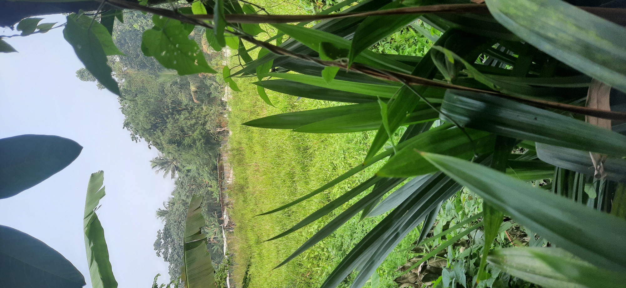 An outdoor, vertical, eye-level, full shot captures a lush, green, natural landscape framed by large, dark green leaves in the foreground. The leaves are positioned close to the camera, with some out of focus, creating a sense of depth. Beyond the leaves, a vibrant green field stretches into the mid-ground, dotted with shorter grasses and plants. In the background, a dense forest of various trees, including palm trees, rises up a gentle slope. The sky is overcast with a light, diffused haze. In the middle distance, beyond the field, a few man-made structures, possibly sheds or small buildings with corrugated roofs, are visible, suggesting a rural or semi-rural setting. The scene is located in the city of Cisauk, Indonesia, characterized by its verdant vegetation and tropical climate. There are no people or animals visible in the frame.