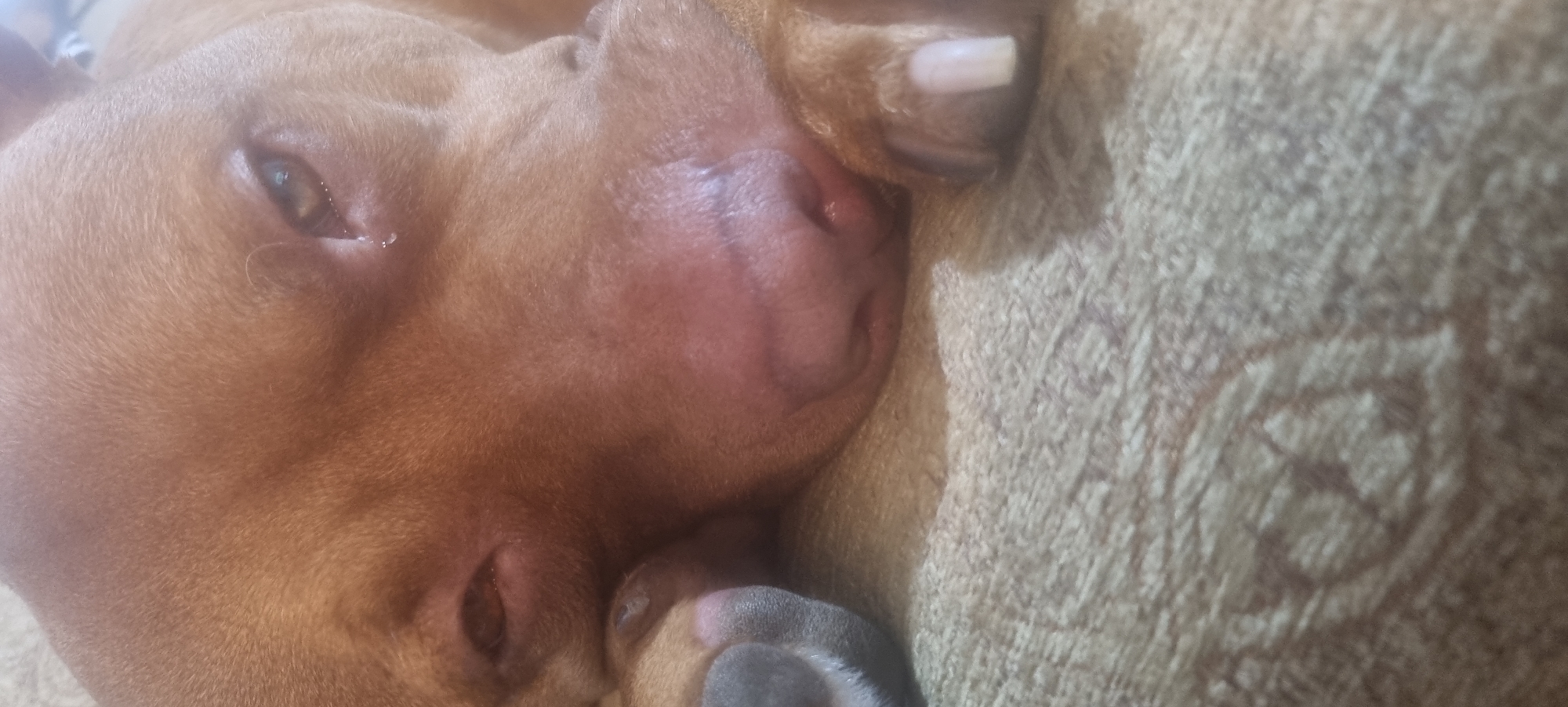 A close-up, horizontal image shows a reddish-brown, short-haired dog resting on a textured, light-colored fabric, likely a blanket or couch. The dog is lying on its side, with its head turned towards the viewer. Its left eye is partially open, revealing a bit of the dark iris and a small clear tear-like liquid near the inner corner.
The dog's muzzle and cheek are prominent, displaying soft skin folds and short, fine fur. A light-colored paw, with a visible, long, off-white nail, is curled near the dog's face, suggesting it might be resting its head on its own paw or another object. The textured fabric has a subtle, repeating patterned design, giving a cozy, indoor setting. The dog appears to be deeply asleep or in a very relaxed state. No text is visible in the image.