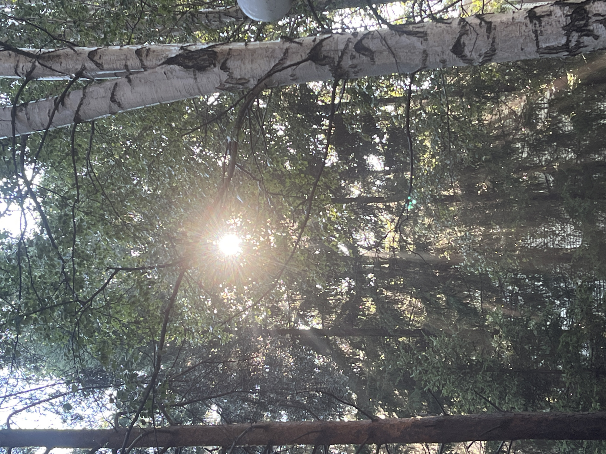 The image depicts a sunlit forest scene, likely within the city of Karagaiskii, Russia. In the foreground, to the left, is the trunk of a dark, rough-barked tree. To the right, a distinctive birch tree with white bark and dark markings stands prominently. The canopy of the forest is dense, with sunlight filtering through the leaves, creating a bright, starburst effect in the center of the image. Various types of trees, including evergreens, are visible, forming a lush, green backdrop. The overall impression is one of a natural, wooded environment bathed in sunlight. There are no people or specific actions captured in the image.
