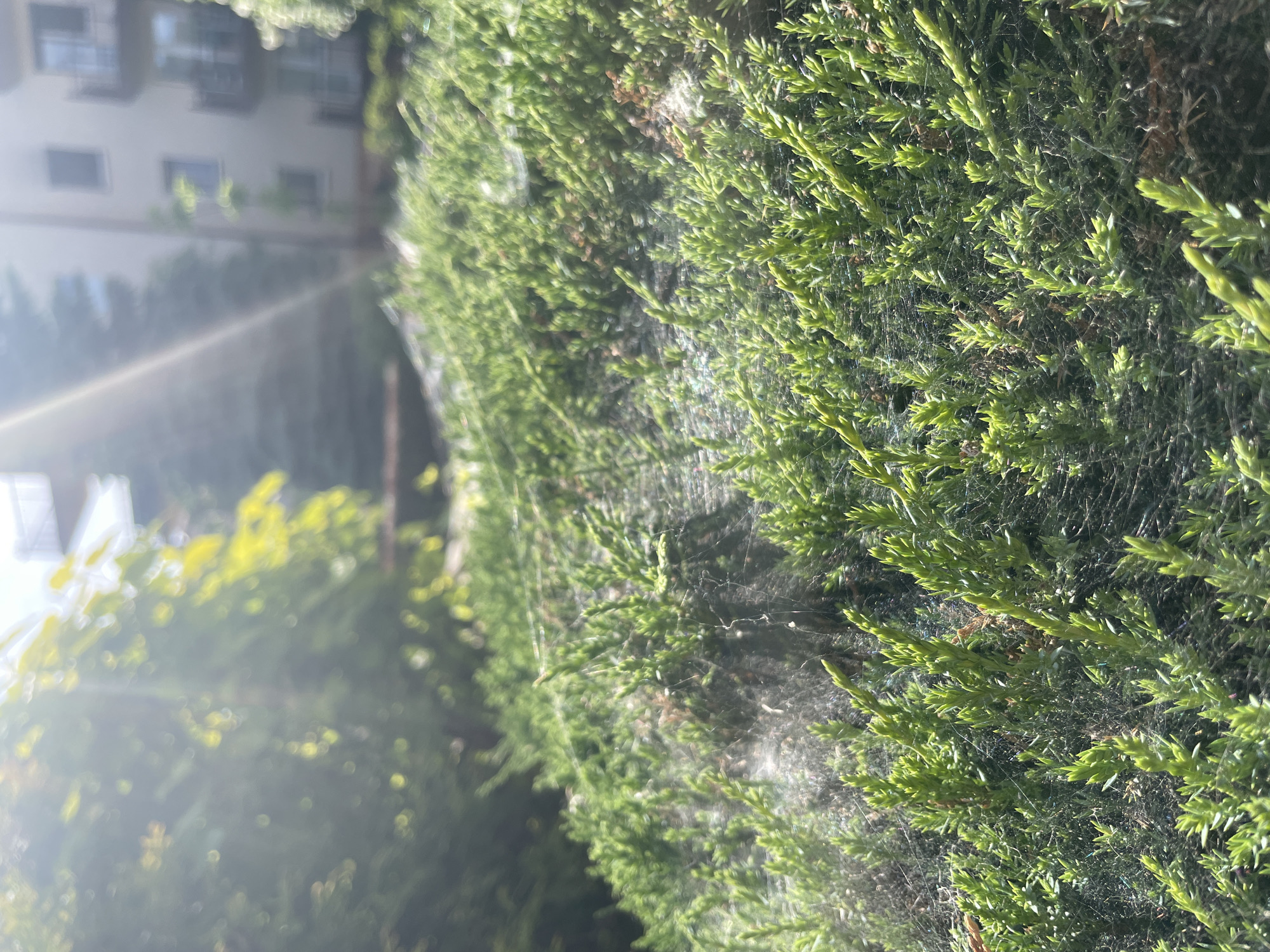 The image captures a close-up view of a juniper bush covered in spiderwebs, situated outdoors. The bush has dense, green foliage. The spiderwebs are prominent and stretch across the surface of the bush. In the background, there is a building with visible windows, slightly out of focus due to the shallow depth of field. The presence of sunlight suggests the time of day is likely during daylight hours. The exact location within the city of Unknown, Unknown is indeterminable from the image alone.