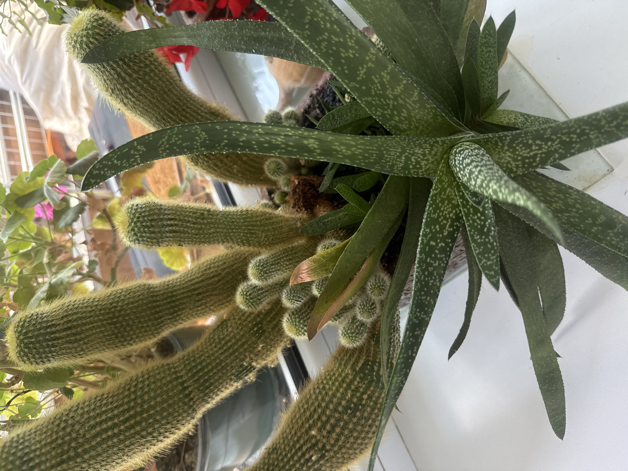In Rudamina, Lithuania, a close-up, eye-level shot showcases a collection of succulent plants arranged in a planter. The planter appears to be a decorative pot with a speckled pattern. Dominating the foreground is a large Gasteria plant, characterized by its thick, lance-shaped, dark green leaves adorned with white, irregular spots. These leaves are arranged in a rosette formation. Interspersed among the Gasteria are several columnar cacti, notably the Rattail cactus (Aporocactus flagelliformis), with their fuzzy, yellowish-green stems covered in fine spines. Smaller, more compact, fuzzy cacti are also visible, clustering near the base of the larger cacti. Behind the succulents, a soft blur of green foliage from other plants and a hint of pink and red flowers suggest a vibrant indoor garden setting, likely near a window, indicated by the bright, diffused light. The overall impression is one of a carefully curated collection of diverse succulents thriving indoors.