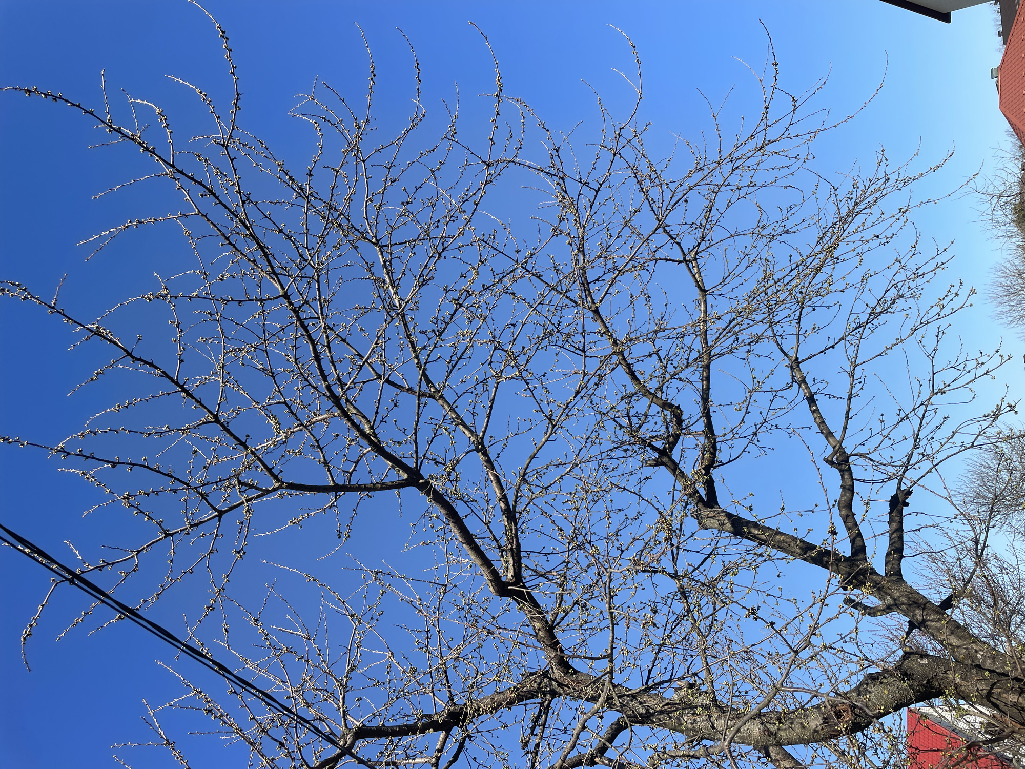 The image captures a tree with bare branches against a clear blue sky. Small buds are visible on the branches, suggesting it's early spring. Power lines are visible in the lower left corner. Part of a building with red elements is visible on the right side of the frame. The perspective is looking upwards into the tree.