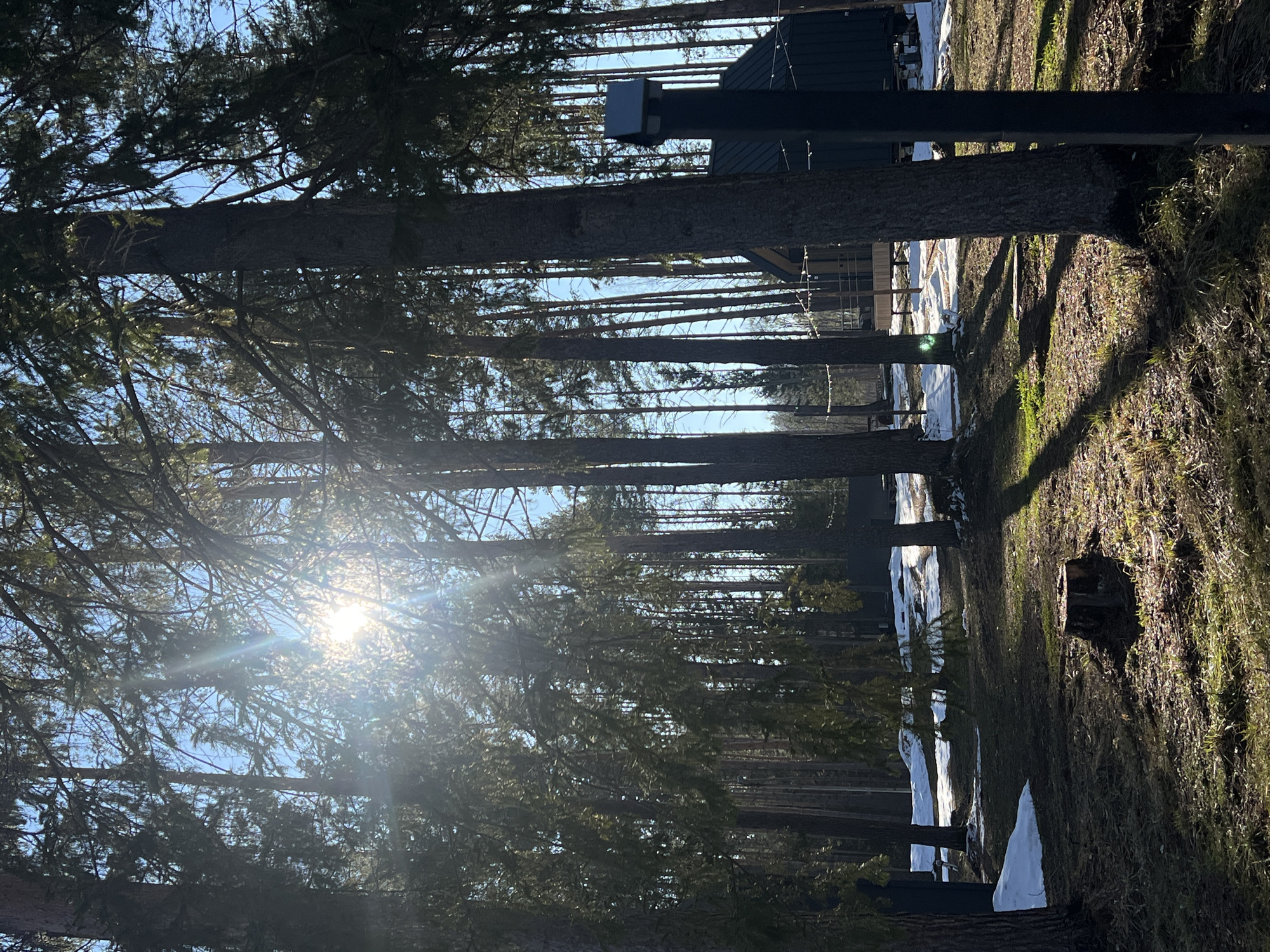 The image shows a view through a row of tall trees towards a building in Мишкино, Russia. The sun is shining through the trees, creating strong highlights and shadows. Patches of snow are visible on the ground. The grass is visible on the side of the tree line. A dark gray modern home is visible with a backyard patio set. A black light post is in the midground.