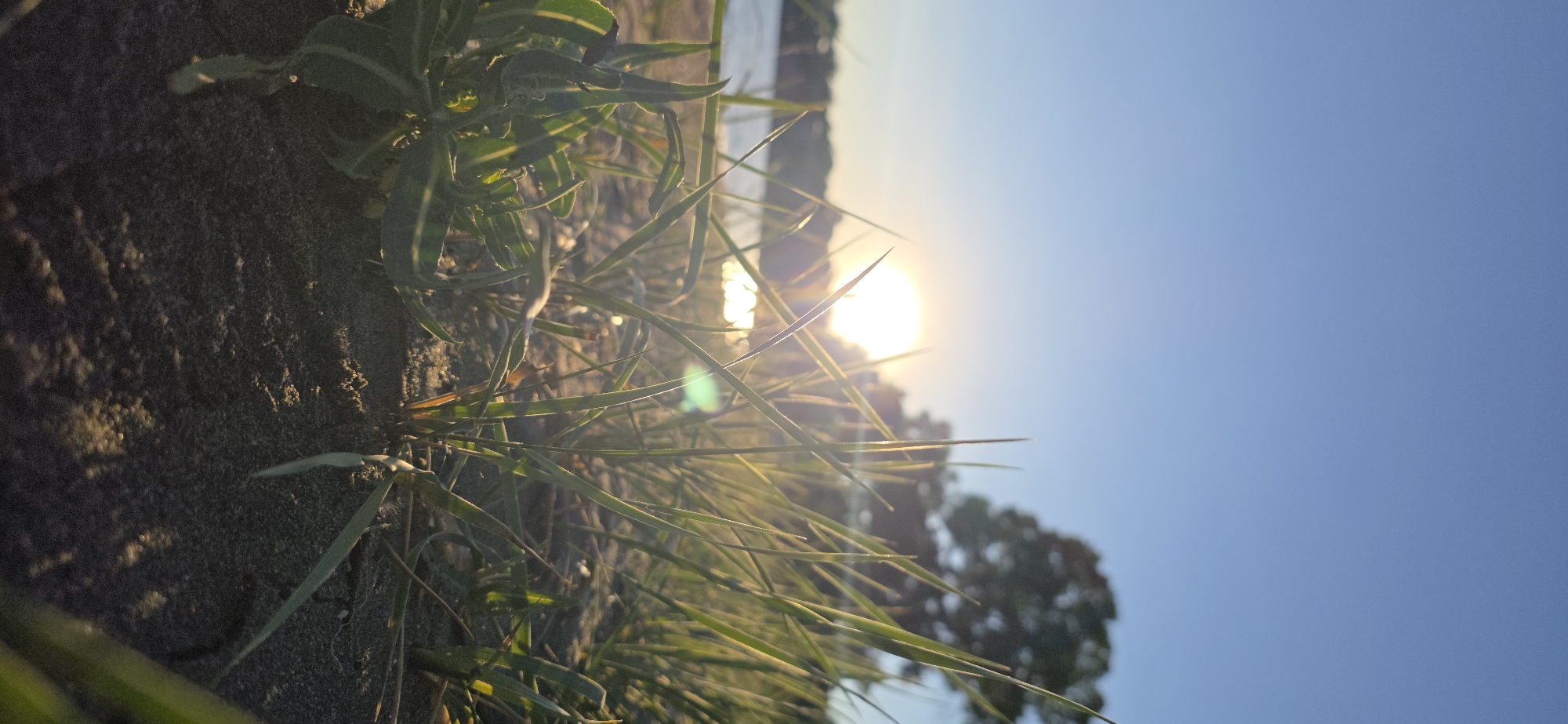 The image depicts a low-angle shot of tall grass blades in the foreground, illuminated by the setting sun. The sun is a bright, circular orb, slightly diffused by the atmosphere, positioned in the upper-left quadrant of the frame, casting a warm glow and lens flare across the scene. Behind the grass, a body of water, likely a lake or river, is visible, reflecting the sunlight. In the background, the silhouette of a large tree with dense foliage is present against a clear, light blue sky. The ground appears to be sandy or composed of fine gravel, with some patches of darker soil. The overall ambiance is serene and natural, suggesting an outdoor setting at dusk. This scene is consistent with the natural landscapes found along the shores of Issyk-Kul Lake in Kyrgyzstan. There are no people, animals, or man-made structures immediately apparent in the image, focusing solely on the natural environment.