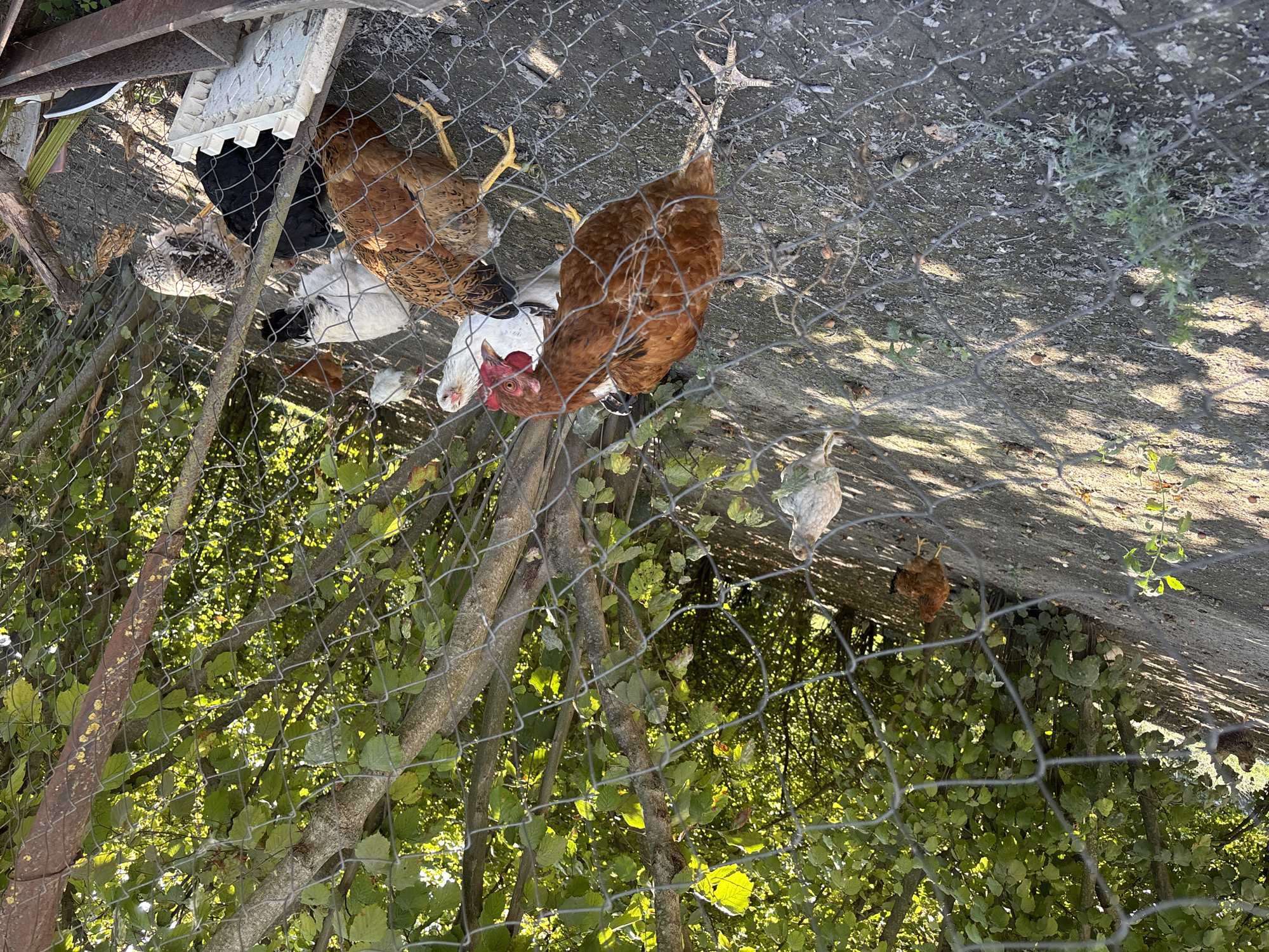 This is a medium-distance, eye-level, outdoor shot of a flock of chickens in a fenced enclosure. The enclosure is composed of wire mesh fencing, some of which is visibly rusted. The ground is a mixture of dirt and scattered leaves and small pebbles. In the background, there are trees with abundant green foliage, suggesting a natural or rural setting. The sunlight casts shadows through the trees and across the ground.
Several chickens are visible, varying in color. Dominant are brown and white chickens, with at least one black chicken present. Some chickens are standing, while others appear to be pecking at the ground. One brown chicken in the foreground is looking directly at the camera.
The location is identified as Novyi Aul, Russia. The scene depicts a domestic or farm environment with poultry.