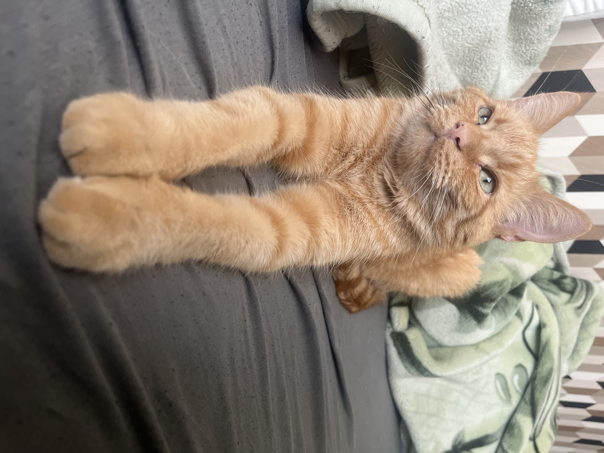 An orange tabby cat is lying on a bed with gray sheets. The cat is looking to its left with a relaxed expression. The cat's front paws are extended forward, and its body is mostly visible. Behind the cat, there are two blankets; one is light green and the other is a darker green with a pattern. In the background, there is a wall with a geometric pattern. The image was taken indoors, likely in a bedroom. There is no indication of the city of Zabrze, Poland, in the image.