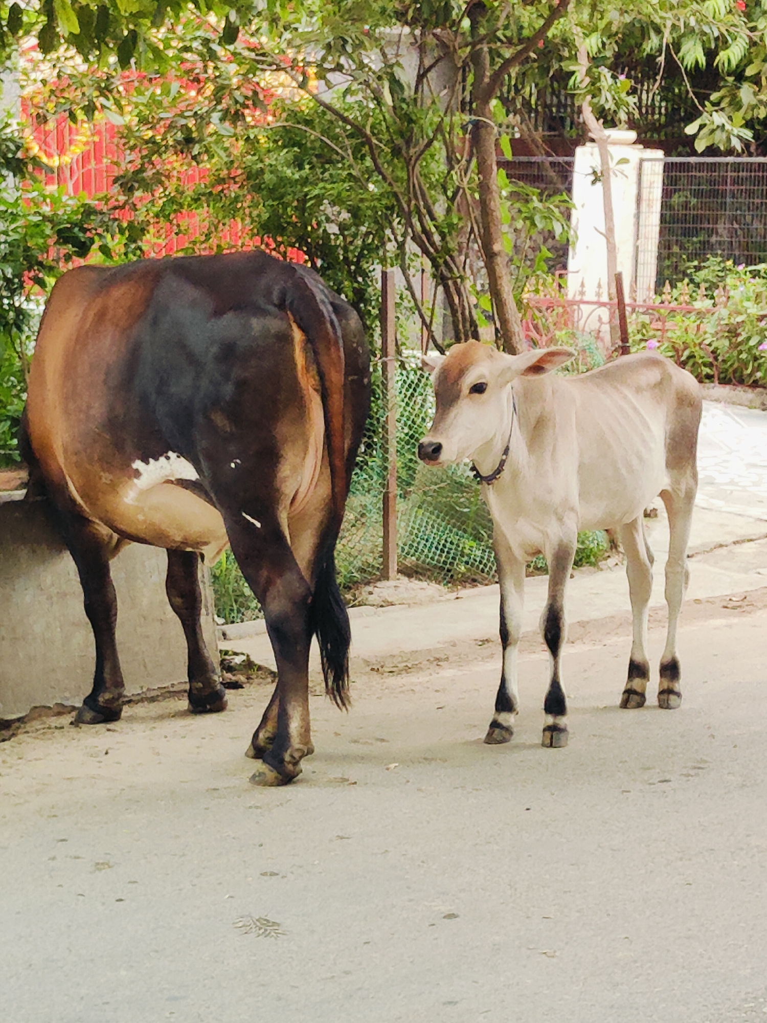 The image depicts two cows in an outdoor setting, likely in Gurgaon, India, based on the context provided. The foreground shows a large, dark brown cow facing away from the camera, its hindquarters and tail prominently visible. Its legs are dark, and a patch of white is visible on its flank. To the right, a lighter-colored calf stands facing the left, its body angled towards the larger cow. The calf is light tan with darker markings on its legs and a dark collar around its neck.
The environment includes a dirt or asphalt surface in the foreground, with a concrete structure to the left of the larger cow. In the background, there is lush green foliage with hints of red flowers, suggesting a garden or planted area. A metal fence runs horizontally across the middle ground, behind which further greenery and a white pillar are visible. The lighting suggests daytime.