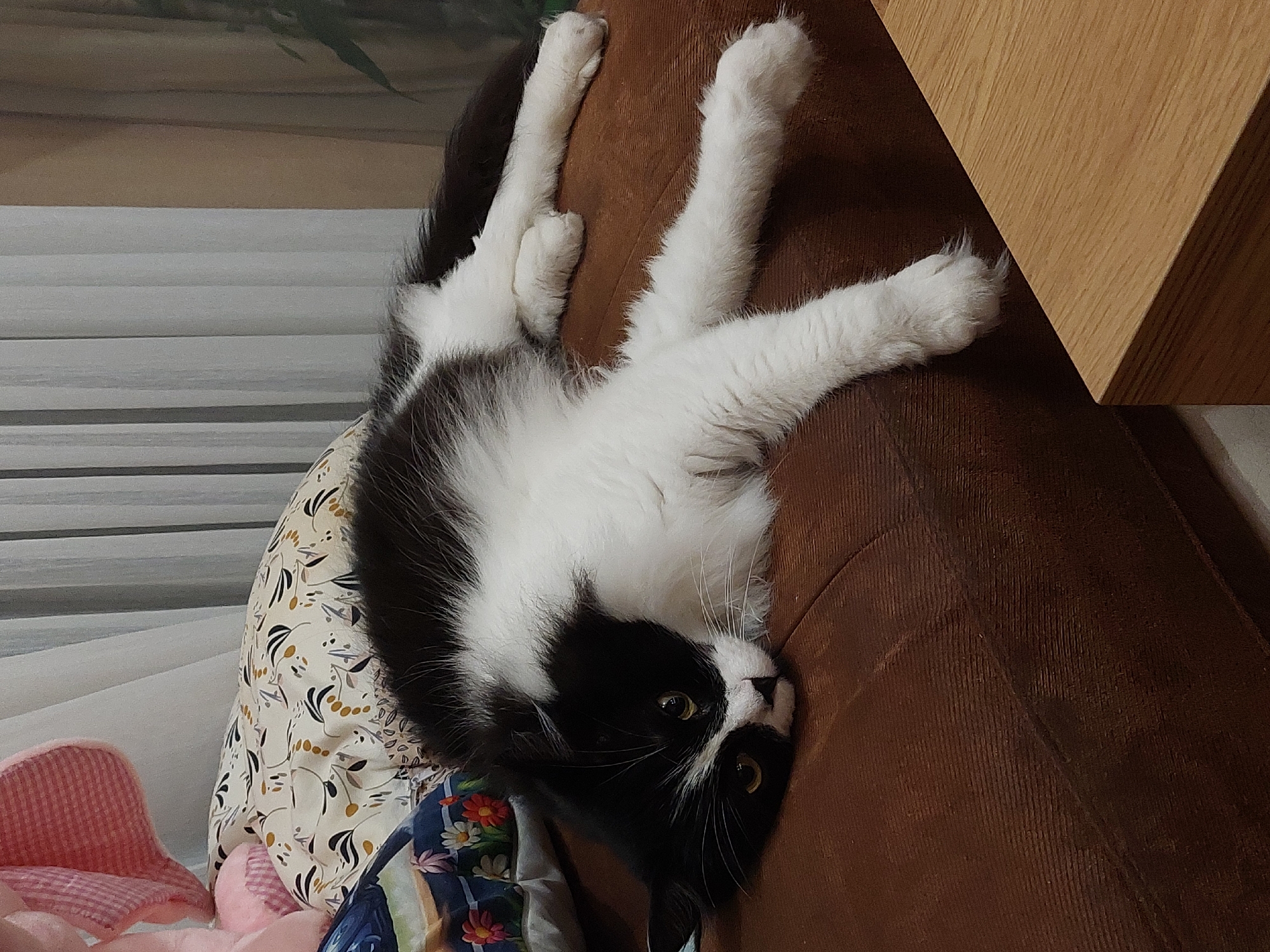 A black and white cat is lying upside down on a brown couch. The cat's back and tail are positioned over a pillow with a floral pattern, and its legs are stretched upwards. The cat is looking at the camera. A pink, checkered object is visible near the pillow. A wooden surface is present on the right side of the frame. The location cannot be determined to be Plovdiv, Bulgaria from the given information.