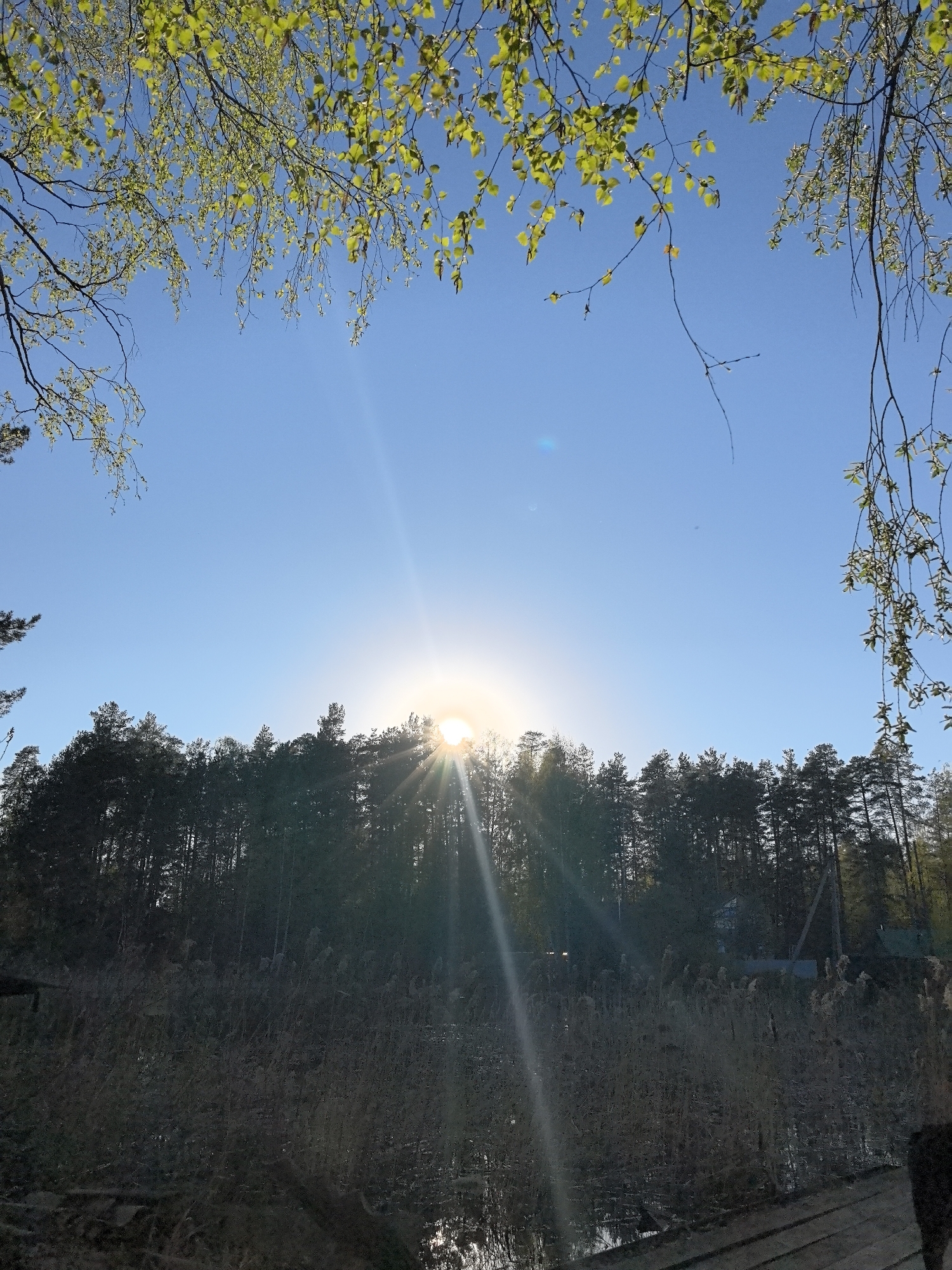 The image depicts a sunny outdoor scene in Noviy, Russia. The sun shines brightly in the center, partially obscured by a dense forest. The foreground features a reed-filled water body reflecting the light, with a wooden structure partially visible on the right. Tree branches with fresh green leaves frame the top of the image, contrasting with the clear blue sky.