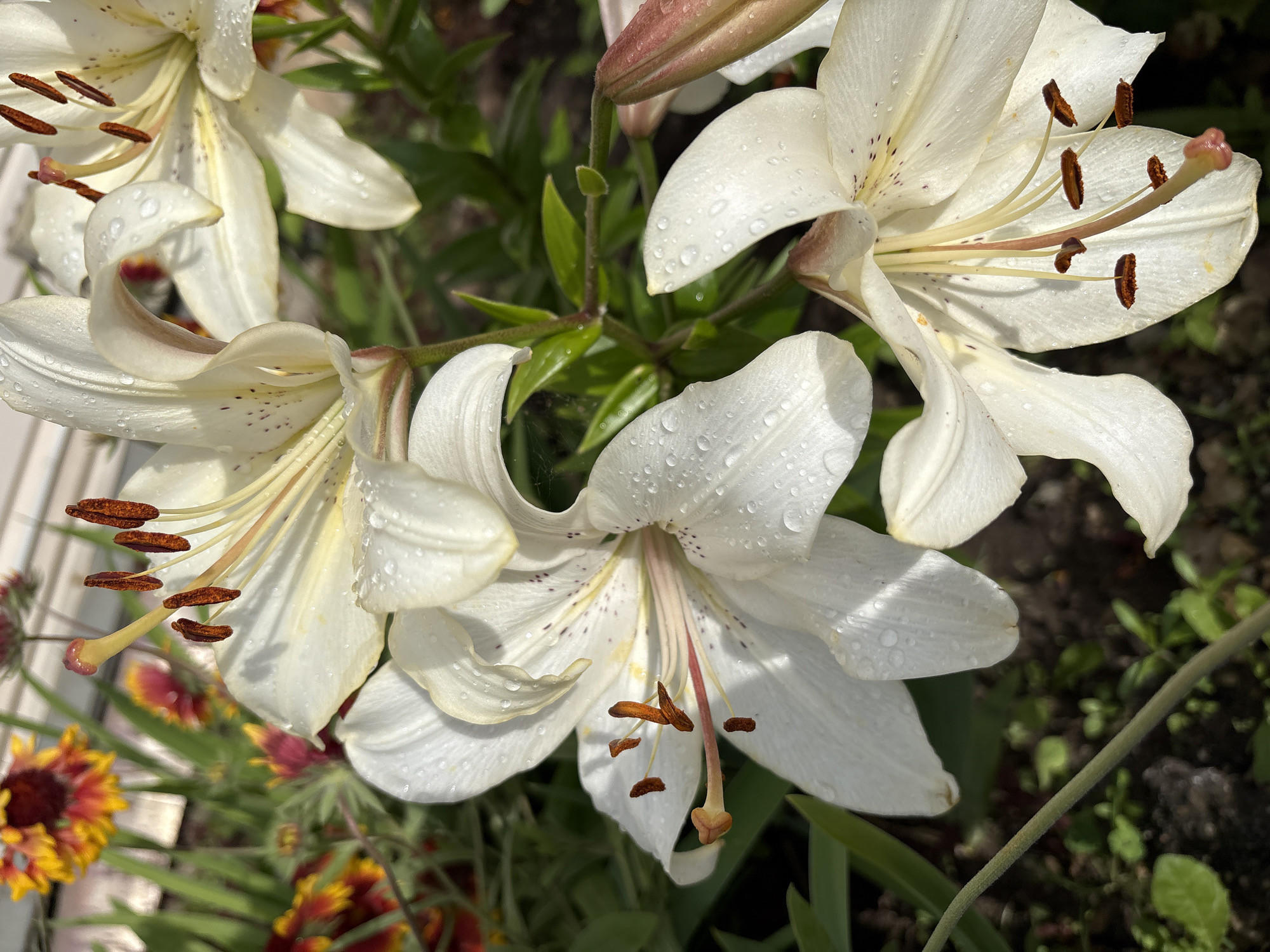 The image is a close-up, eye-level shot of several white lilies with visible water droplets on their petals. The lilies are in bloom and their stamens are prominent, bearing brown pollen. In the background, out-of-focus flowers with red and yellow petals are visible, along with green foliage and dark soil. The lighting suggests it is daytime, possibly after a rain shower. There are no people or animals in the image. The scene appears to be a garden. The location is not specified within the image itself, and therefore cannot be identified as being in Vitsebsk, Belarus.