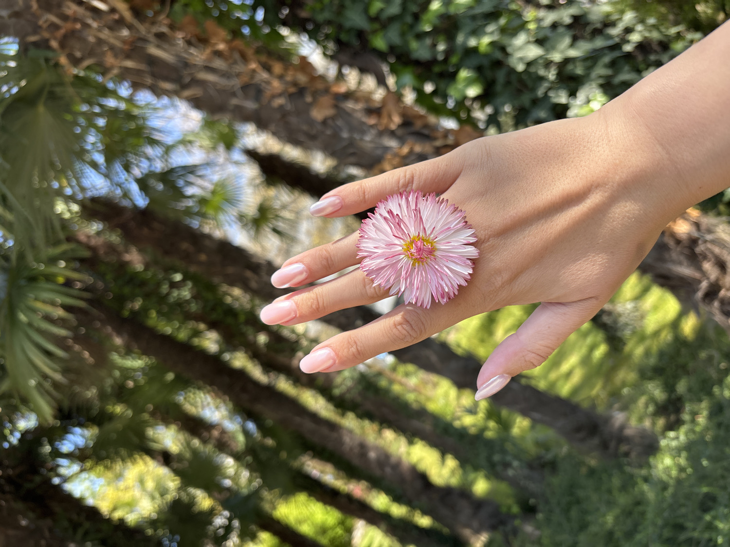 A close-up, brightly lit outdoor photograph features a fair-skinned human hand adorned with a delicate pink and white flower. The hand, with neatly manicured nails painted in a subtle, iridescent light pink or nude shade, is positioned horizontally across the frame. A prominent, daisy-like flower, characterized by numerous slender petals that are white at the tips and transition to vibrant pink towards its center, rests on the ring finger, creating the appearance of a botanical ring. The flower's core displays a small cluster of bright yellow stamens.
The background is softly blurred, indicating a shallow depth of field, and reveals a lush, green natural environment. Dark, textured tree trunks, possibly belonging to palm trees or similar arborescent plants, are visible diagonally behind the hand. Glimpses of bright blue sky peek through the foliage. The strong, natural lighting suggests a sunny daytime setting, implying clear weather. The scene conveys a sense of gentle beauty and a connection with nature, likely captured in a garden or park in Sochi, Russia. There is no visible text in the image.