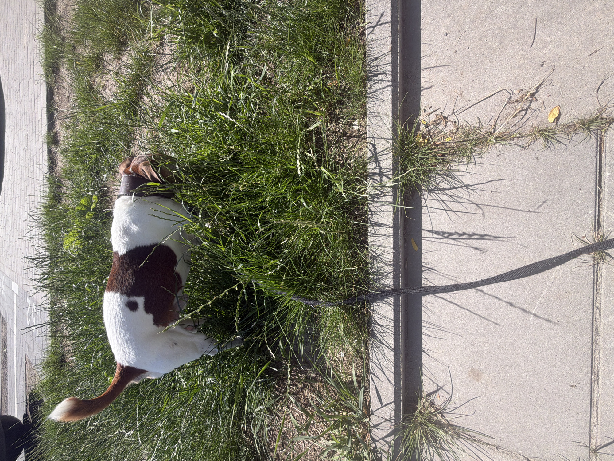 In an outdoor, daytime scene in an unknown city location, a brown and white dog is partially visible, facing down into tall green grass. The dog's tail, white with a brown tip, curves upwards. A black leash extends from the dog and trails onto a concrete sidewalk. The sidewalk is bordered by a strip of grass and dirt, with a paved area and a car partially visible in the background. Sunlight casts shadows from the grass onto the sidewalk.