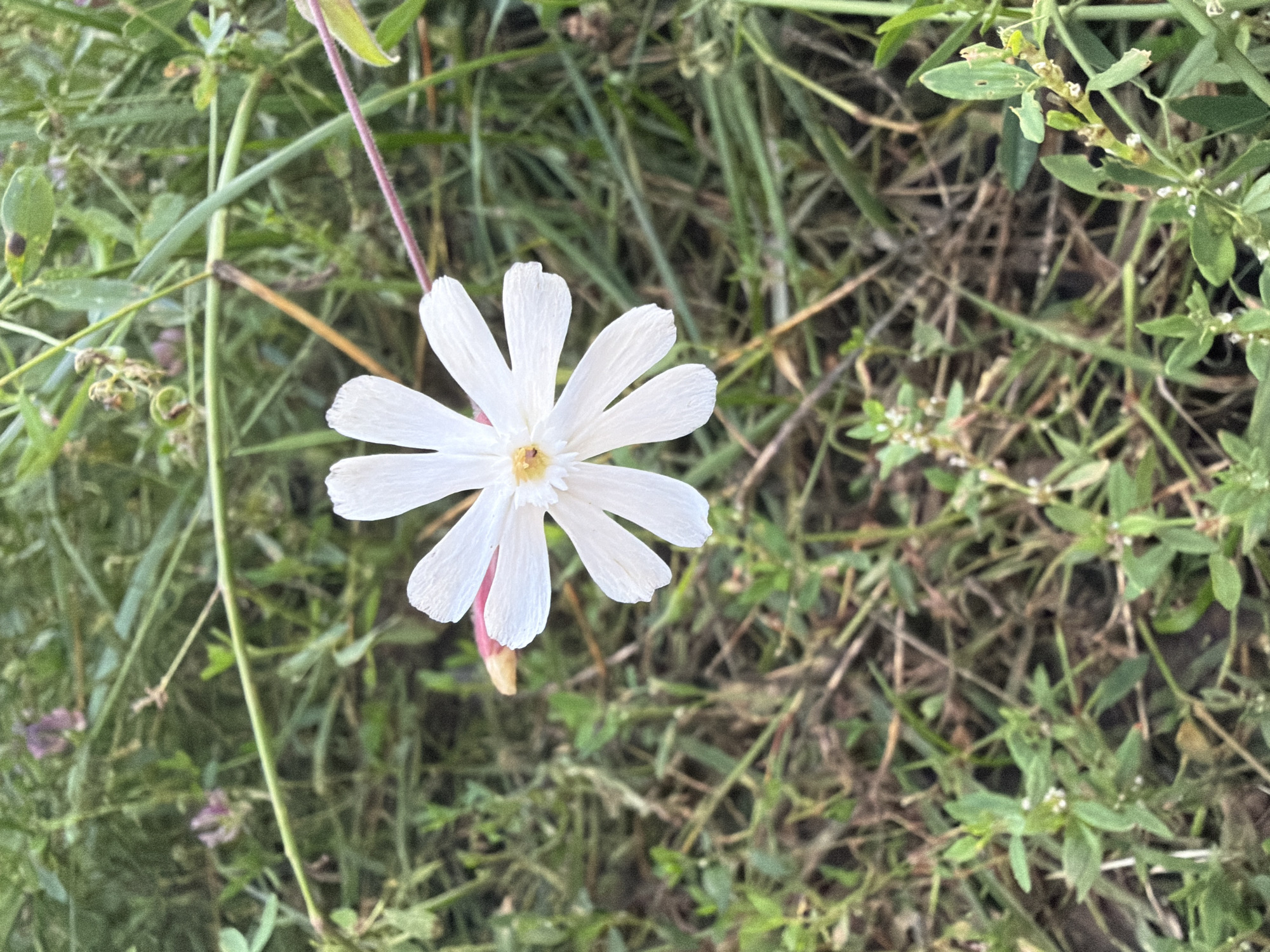 A close-up, eye-level shot captures a solitary white flower with eight delicate petals blooming amidst lush green grass and foliage in the city of Zonovo, Russia. The flower, positioned in the center of the frame, displays a yellow stamen at its heart. The surrounding environment is a dense, natural landscape with various shades of green, interspersed with dried brown grasses and hints of purple wildflowers in the background, suggesting a wild, uncultivated area. The lighting appears natural, with the sun illuminating the flower from the front, casting subtle shadows. No people are present in the image, and the focus is solely on the floral subject and its immediate surroundings.