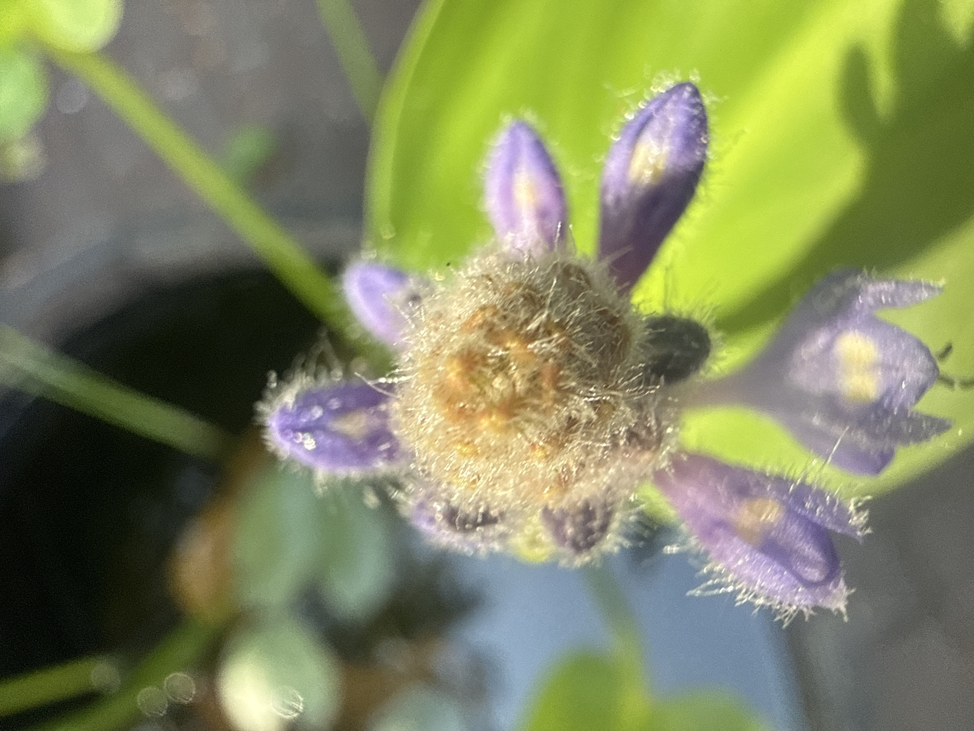 This is a close-up, top-down photograph of a fuzzy, unopened flower bud with several small, purple petals emerging. The bud is centered in the frame and is surrounded by blurry green leaves and stems, suggesting a natural setting. The flower bud itself is a mix of light brown and tan fuzz, with hints of darker purple peeking through the petals. Each petal is also covered in fine, white hairs, giving it a delicate and soft appearance. The background is a mixture of dark and lighter greens, with some out-of-focus circles of light, possibly indicating sunlight filtering through foliage. The lighting appears to be natural, with the sun casting a soft shadow of a hand-like shape on the green leaves in the upper right portion of the image. The focus is sharp on the flower bud, while the surrounding elements are intentionally blurred, creating a bokeh effect. The overall impression is one of quiet growth and natural beauty. The location context provided is Alsfeld, Germany, but there are no specific visual cues within the image to confirm this. There is no visible text in the image.