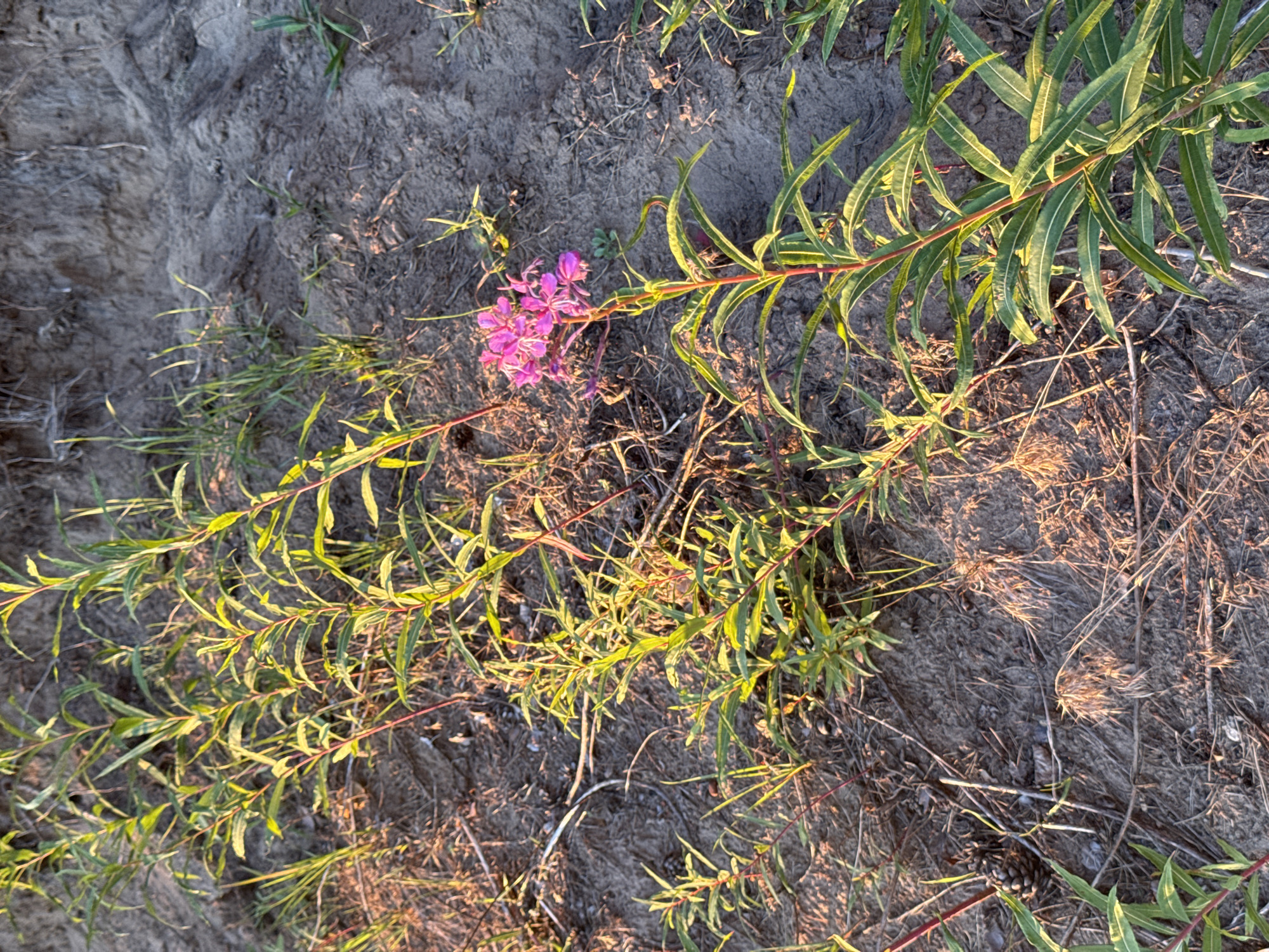 The image depicts a close-up view of a patch of ground with sparse vegetation, likely in an outdoor, natural setting. The soil appears sandy and dry, with scattered dry grasses, twigs, and a pine cone. Several green plants with long, slender leaves are growing out of the ground. One plant in the foreground features a cluster of vibrant pink flowers. The lighting suggests it is either sunrise or sunset, casting long shadows and highlighting the textures of the soil and foliage. There are no people or discernible man-made structures in the frame. The context of Chaikovsky, Russia, would imply this scene could be found in a park, along a riverbank, or on the outskirts of the city where natural landscapes are present.